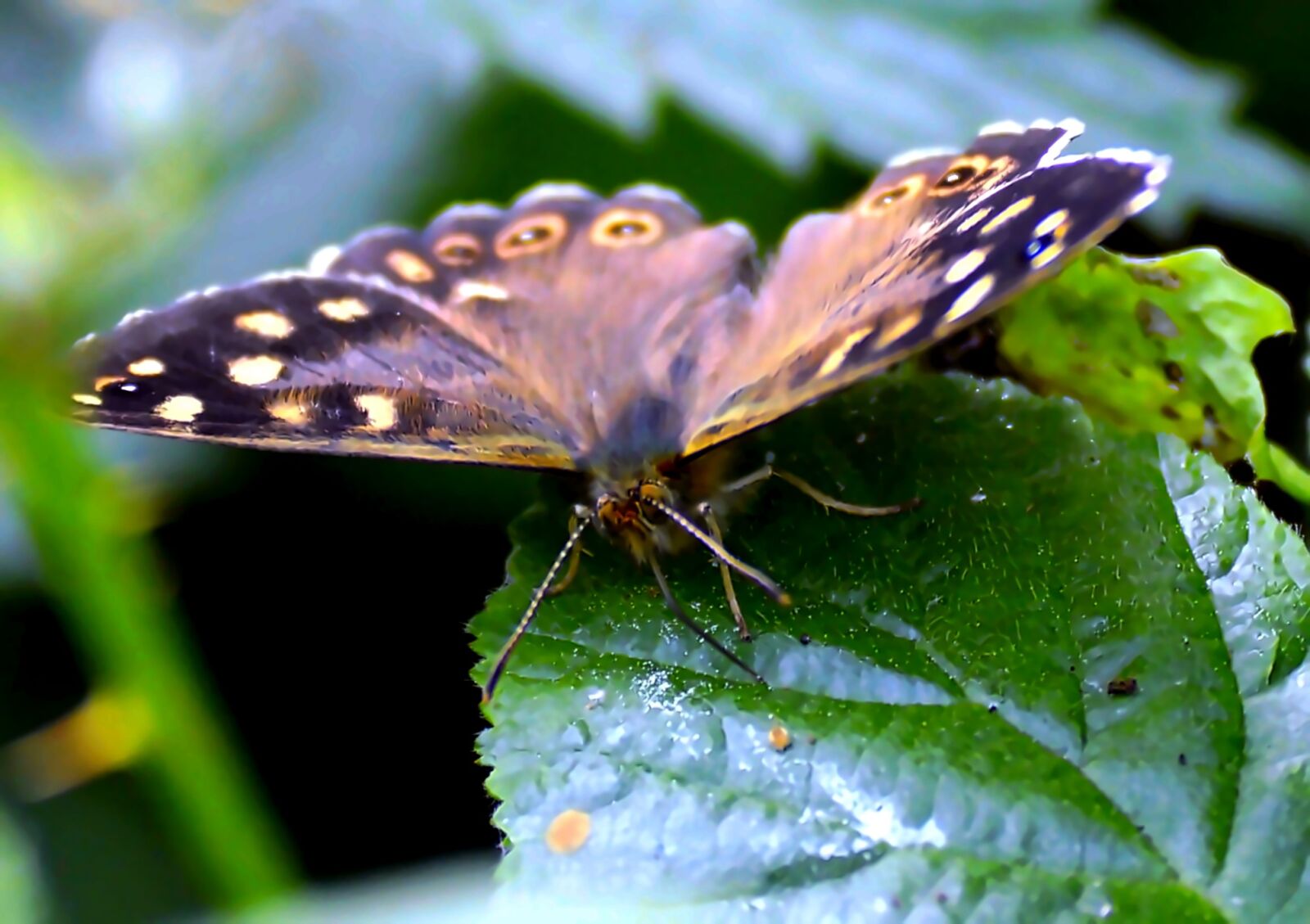 Nikon D3200 sample photo. Butterfly, brown, leaf photography