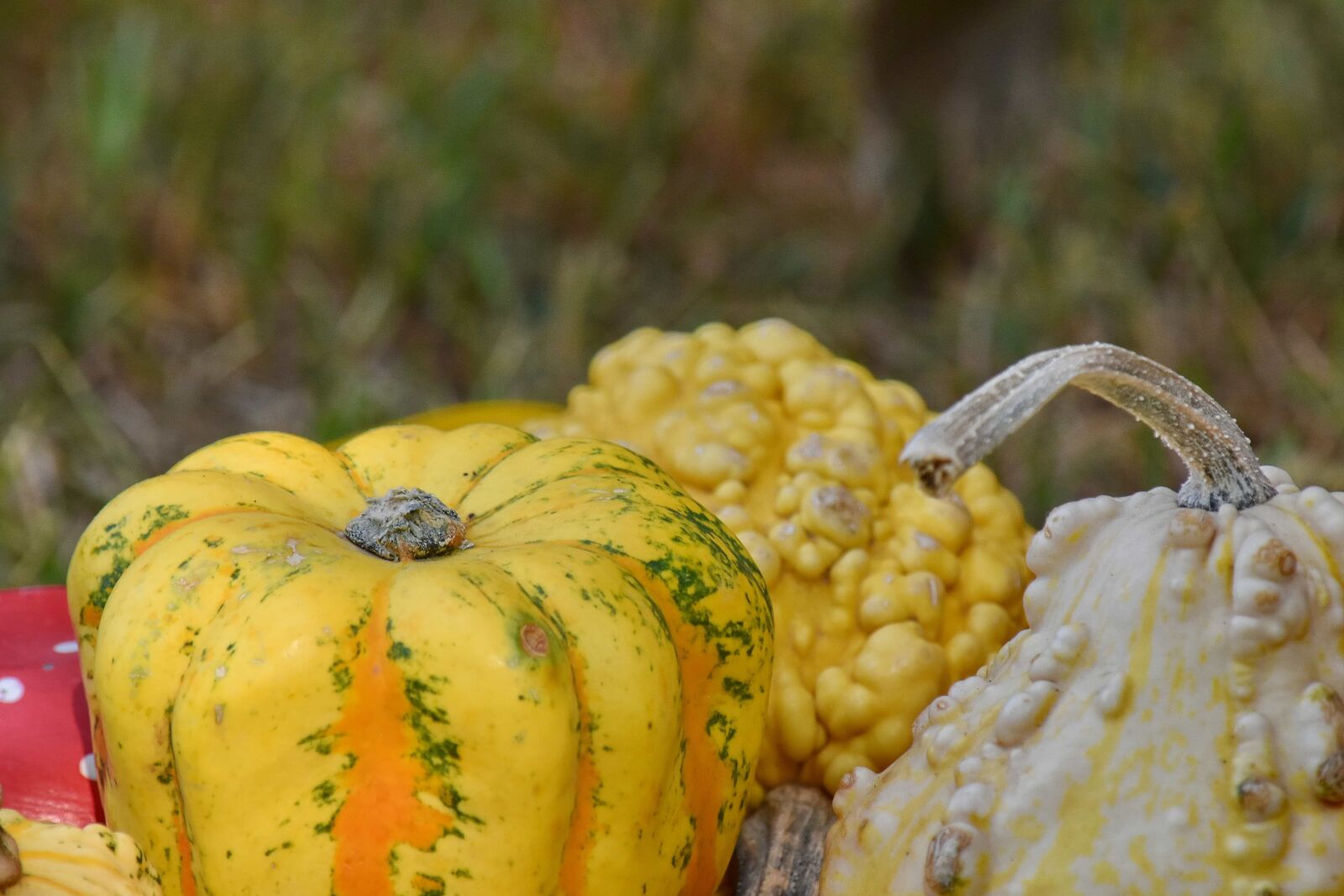 Nikon D5500 sample photo. Close-up, colorful, pumpkin, autumn photography