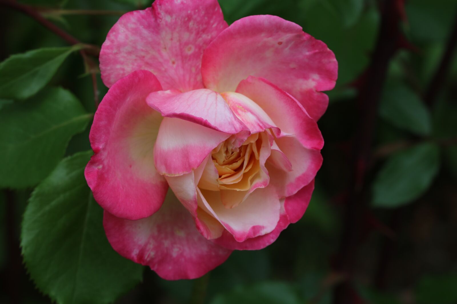 Canon EOS 750D (EOS Rebel T6i / EOS Kiss X8i) sample photo. Rose, red, red rose photography