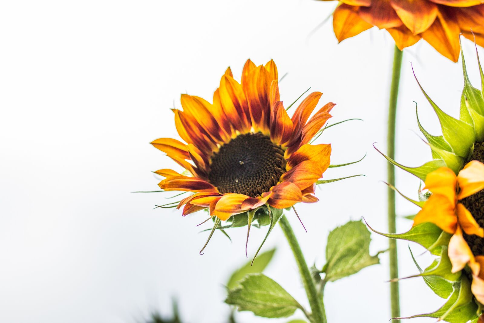 Canon EOS 70D sample photo. Sunflower, helianthus annuus, blossom photography