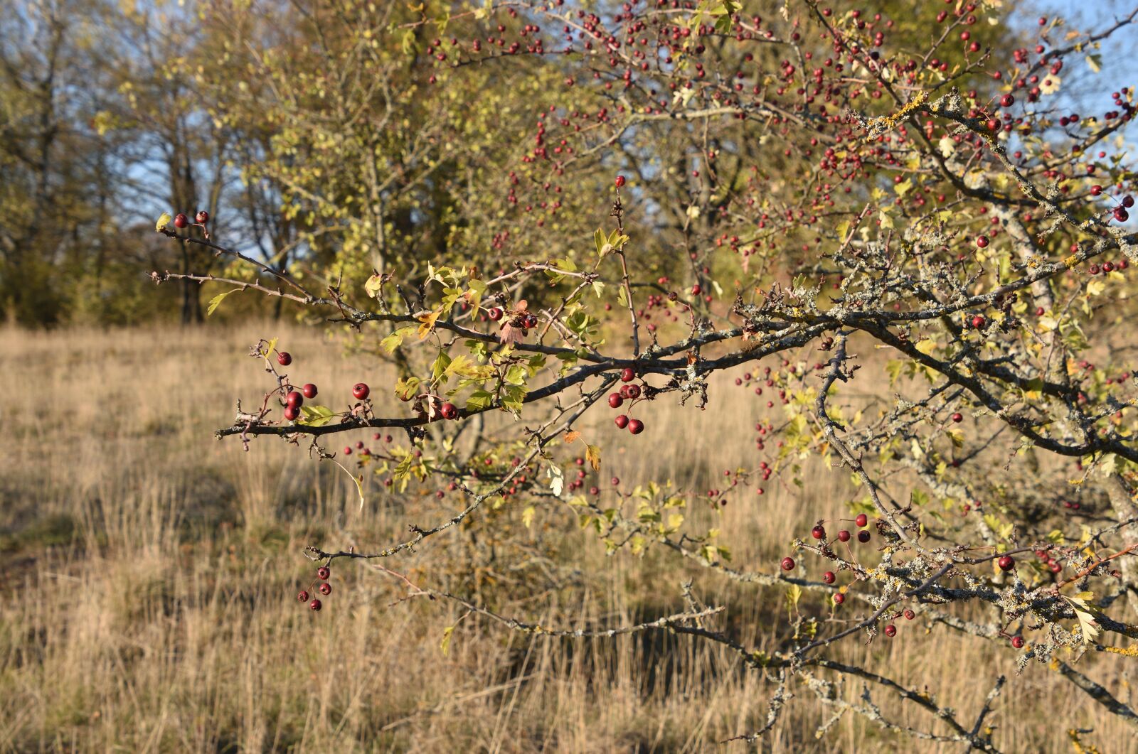 Nikon D3400 sample photo. Autumn, bush, berries photography
