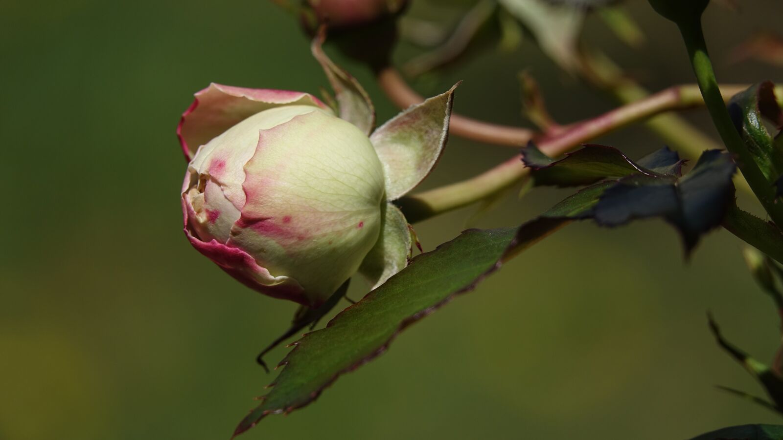 Sony Cyber-shot DSC-RX10 III sample photo. Pink, bud, garden photography