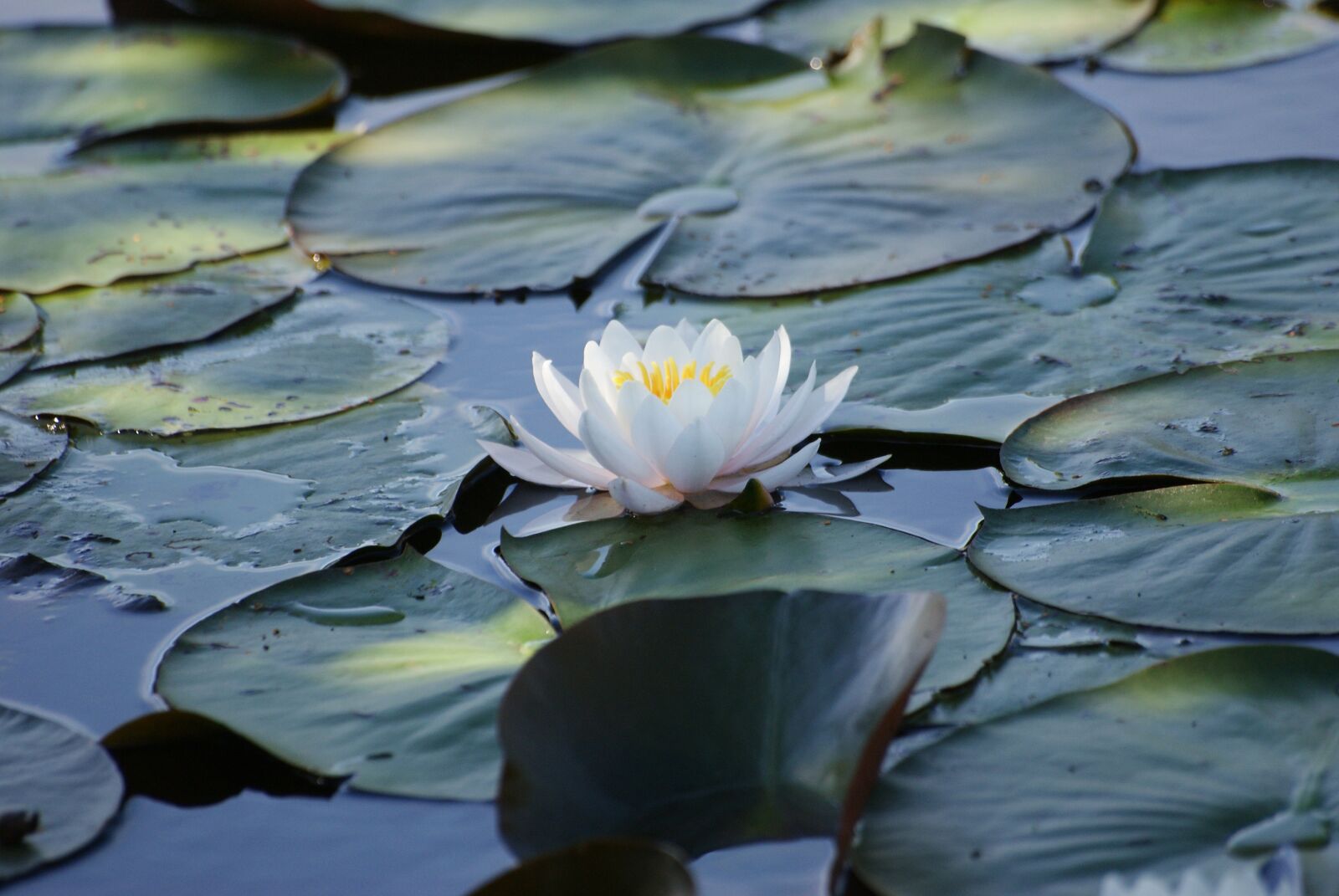 Sony Alpha DSLR-A300 sample photo. Flower, lotus, water lily photography
