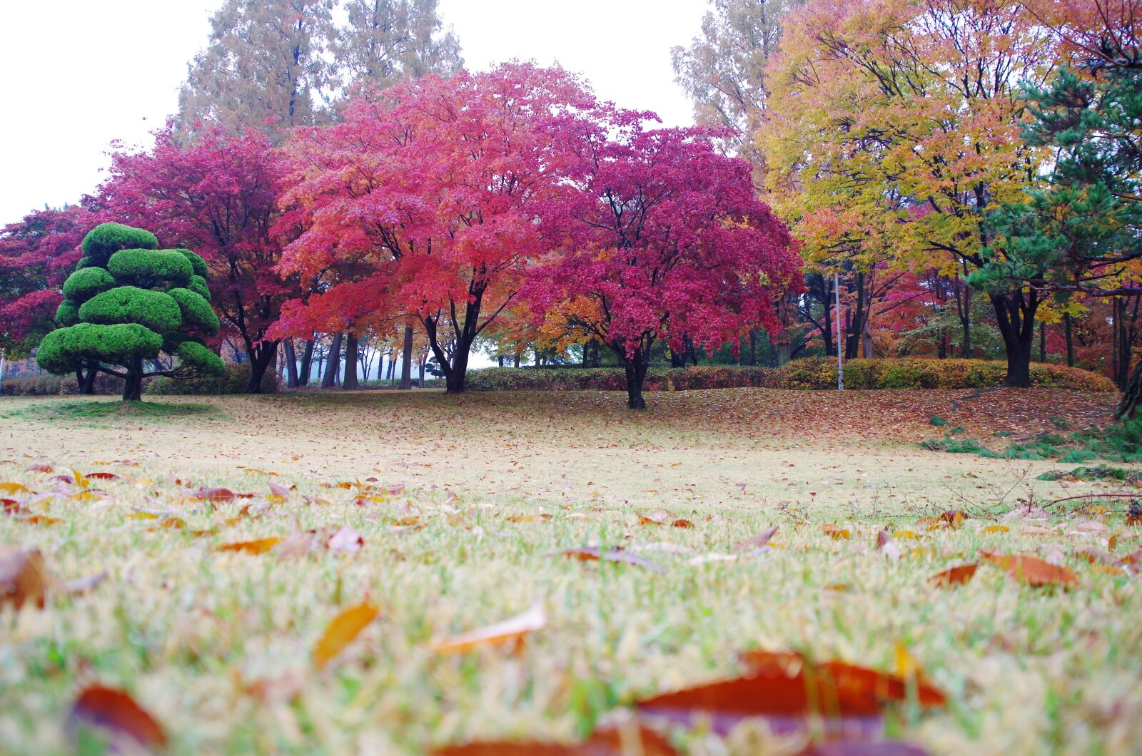Pentax K-30 sample photo. 가을, 단풍, 낙엽 photography