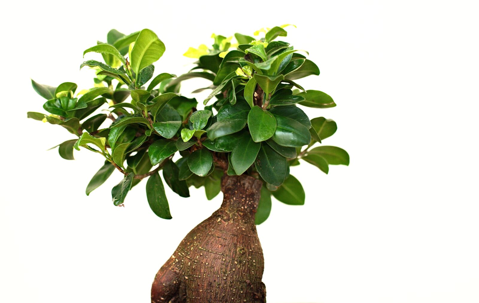 Nikon D90 sample photo. Bonzai, decoration, tree photography