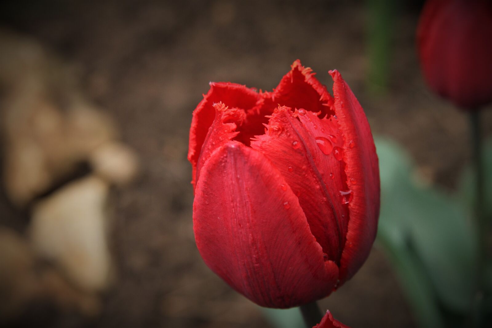 Canon EOS 7D sample photo. Tulip, reg, garden photography