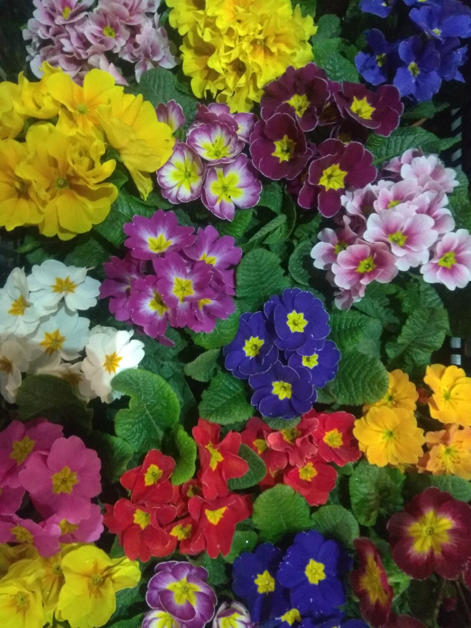 Xiaomi Redmi Note 4 sample photo. Flower, spring season, red photography