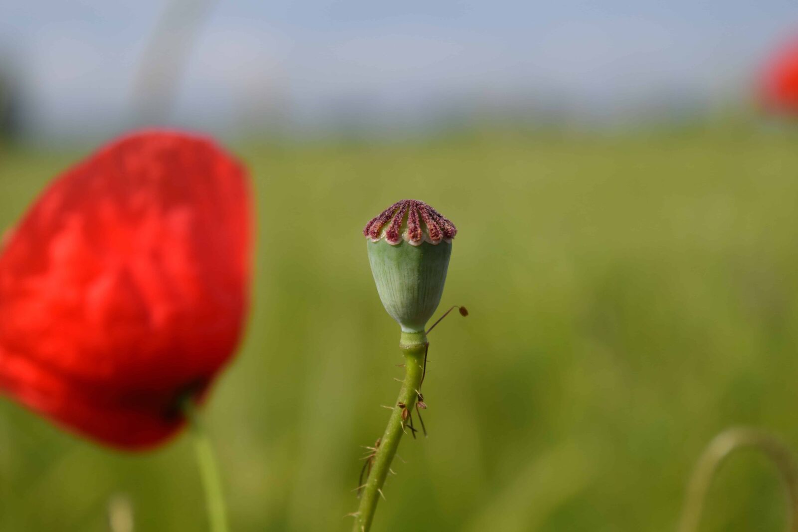 Nikon D3300 sample photo. Nature, summer, grass, flower photography