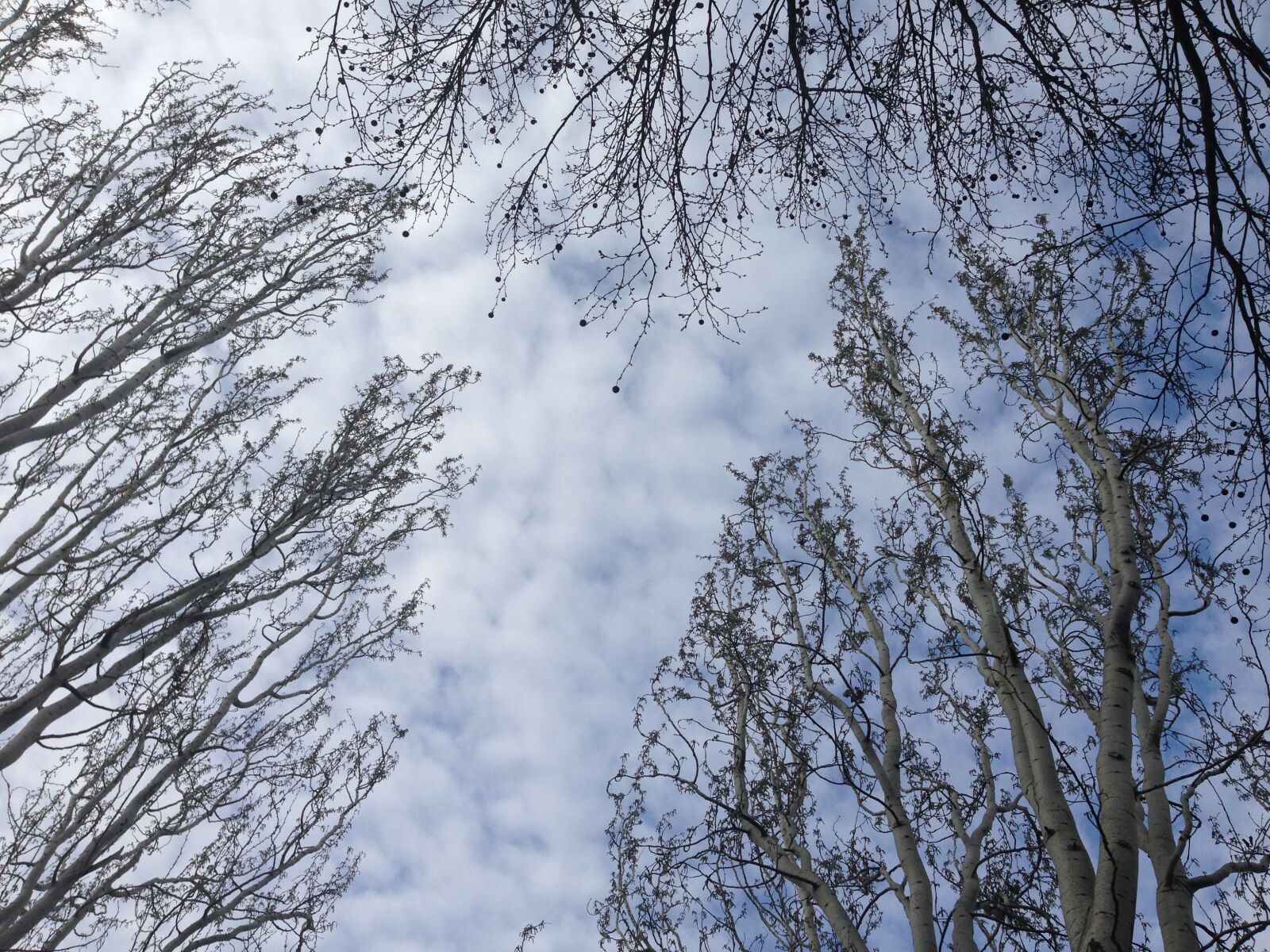 iPhone 5 back camera 4.12mm f/2.4 sample photo. Tree, winter, wood photography