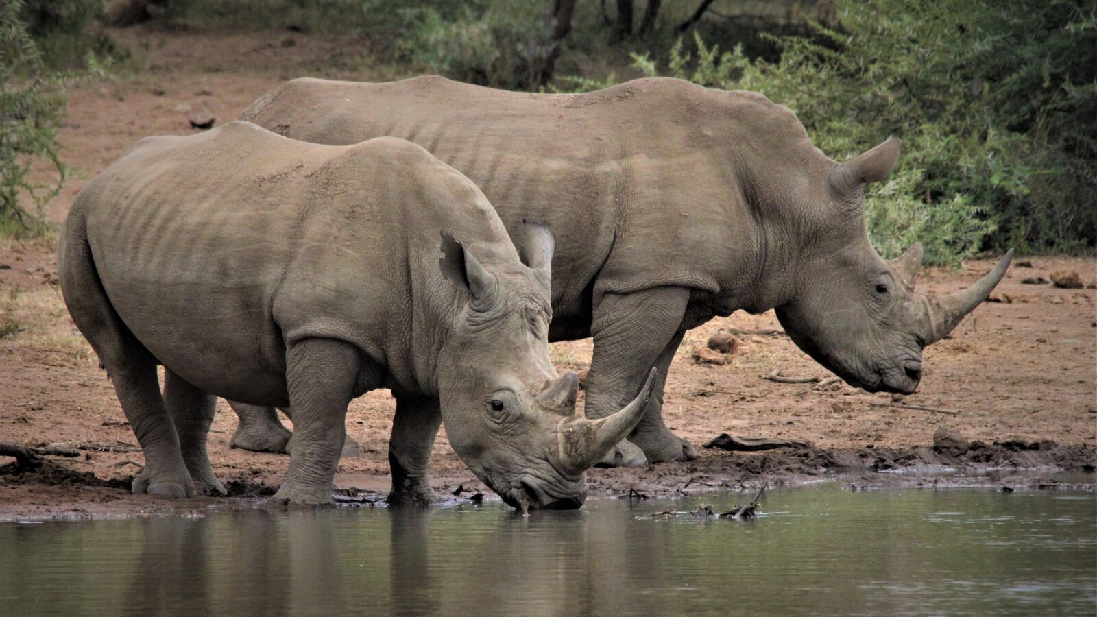 Canon EOS 60D sample photo. White rhino, couple, two photography