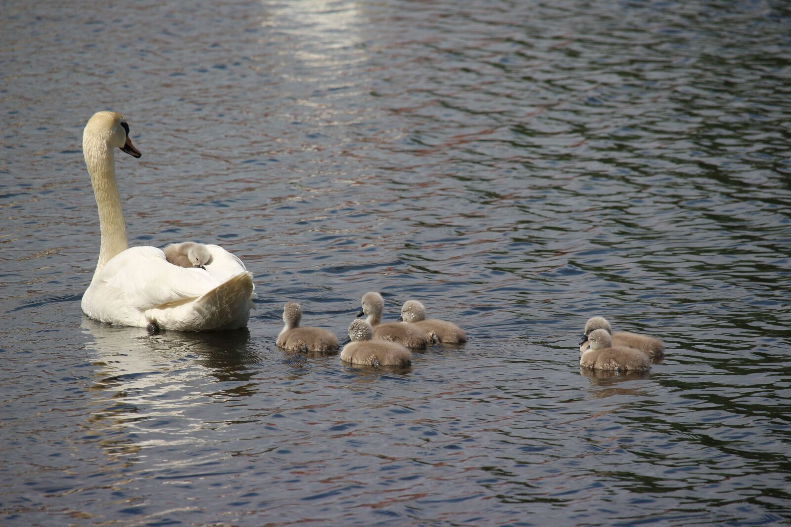 Canon EOS 700D (EOS Rebel T5i / EOS Kiss X7i) sample photo. Swan, swans, water bird photography