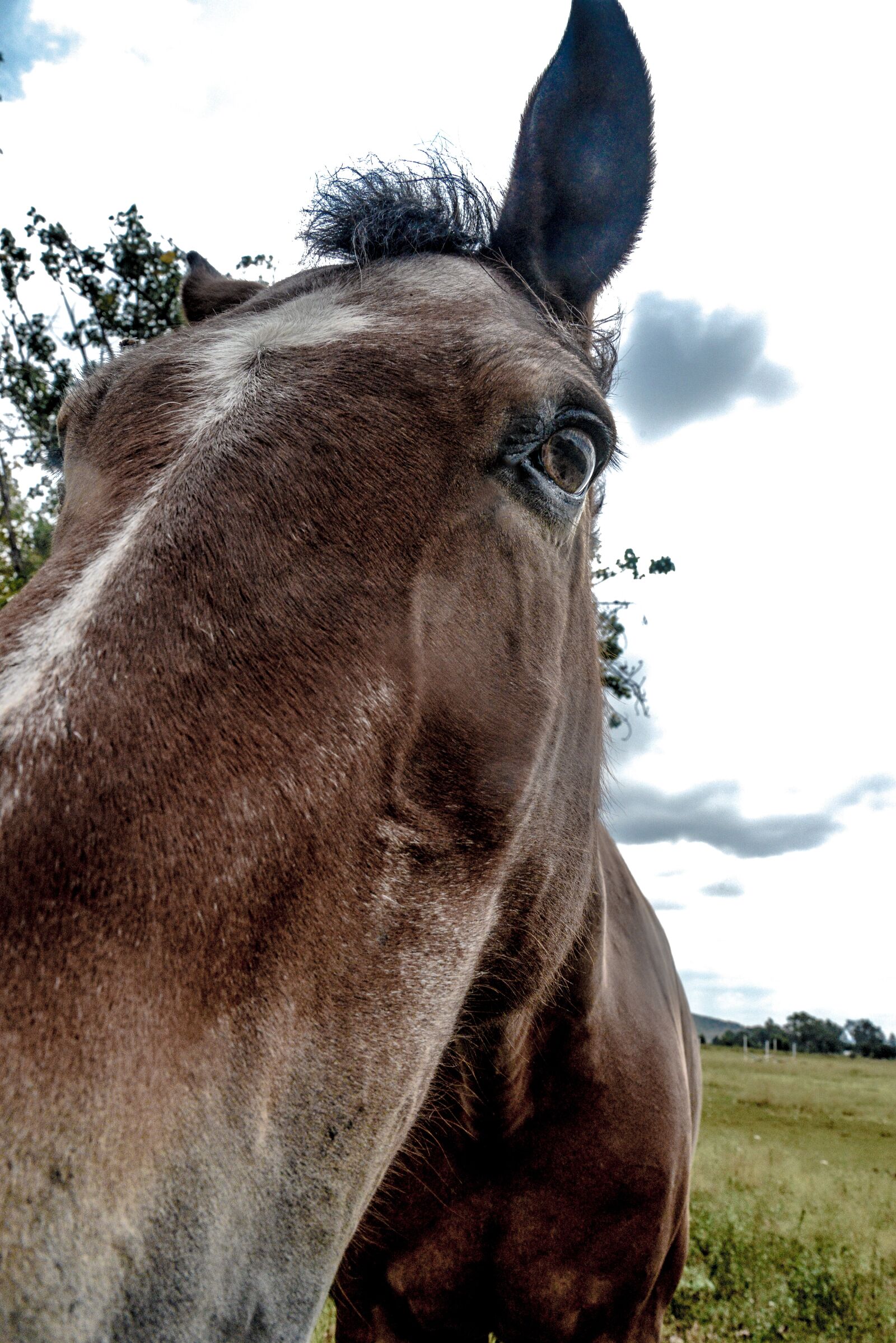 Nikon D600 sample photo. Animal, nature, mane photography