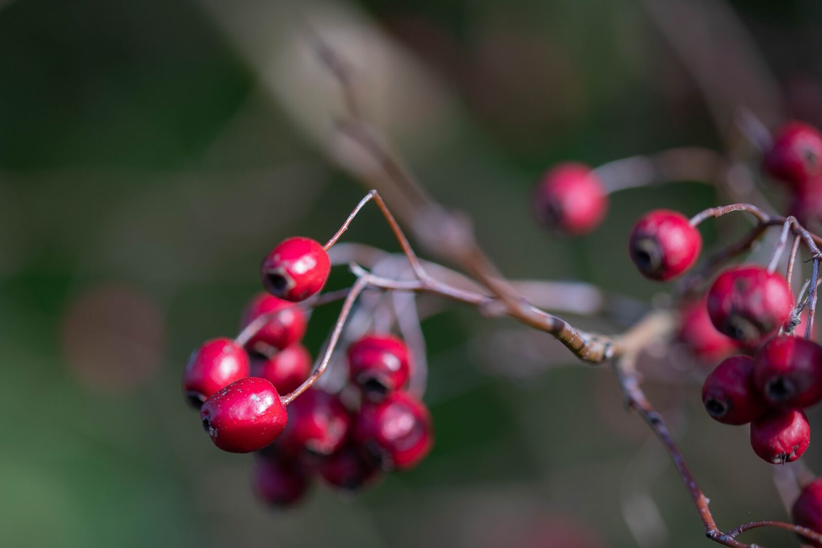 Canon EOS 6D Mark II sample photo. Berry, berries, red photography