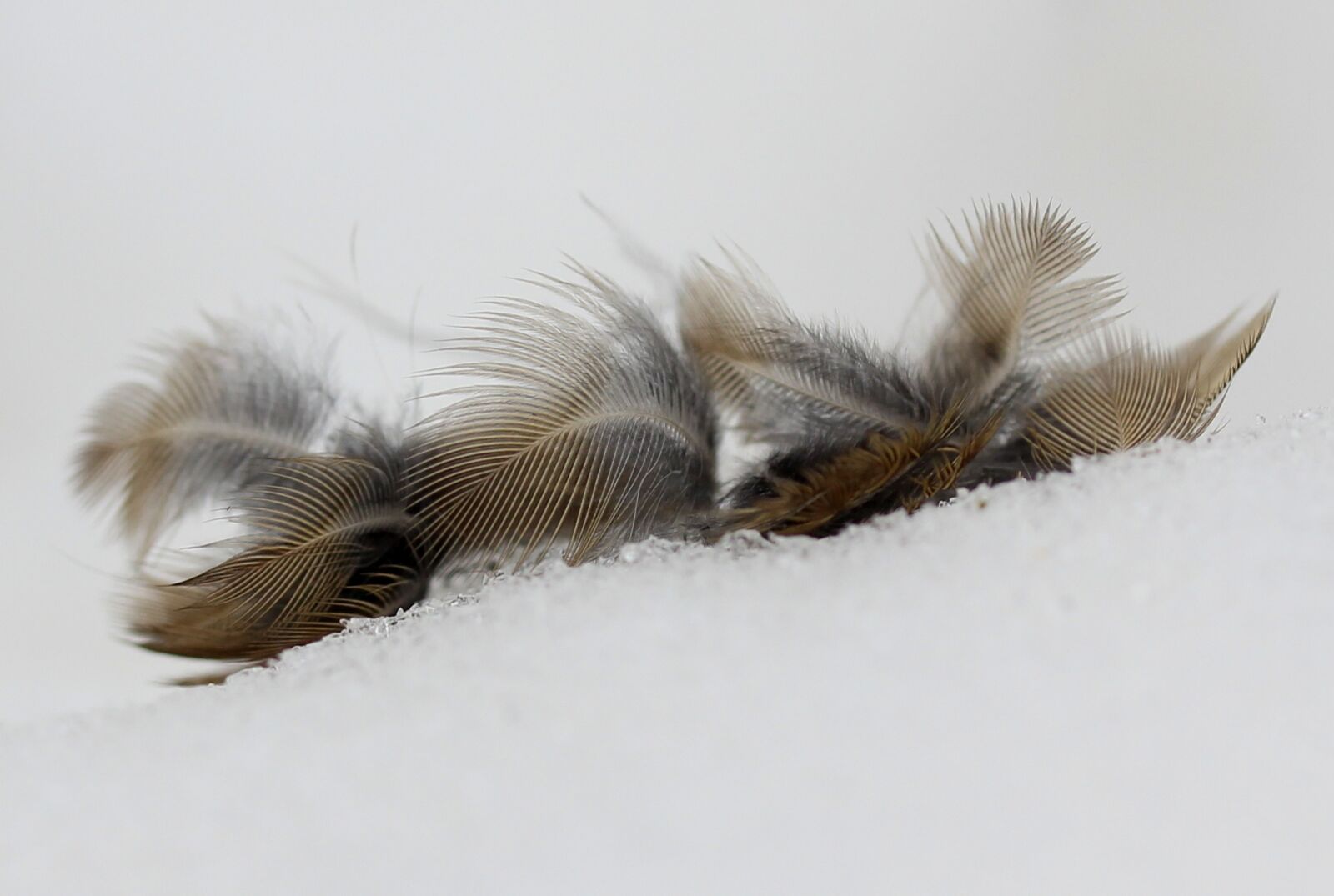 Canon EF-S 60mm F2.8 Macro USM sample photo. Snowflakes, feather, birds photography