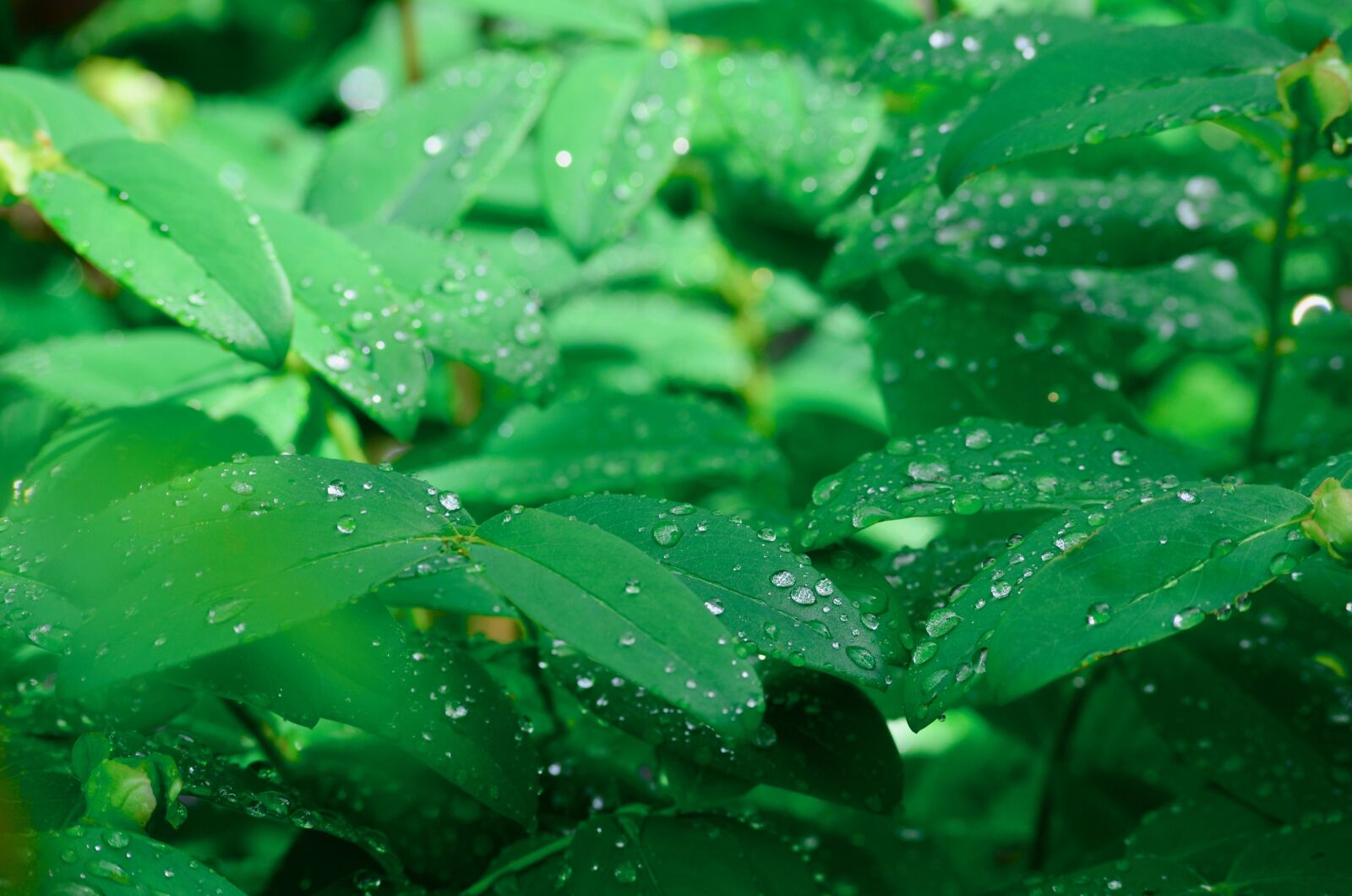 Nikon D5100 sample photo. Rain, raindrop, drop of photography