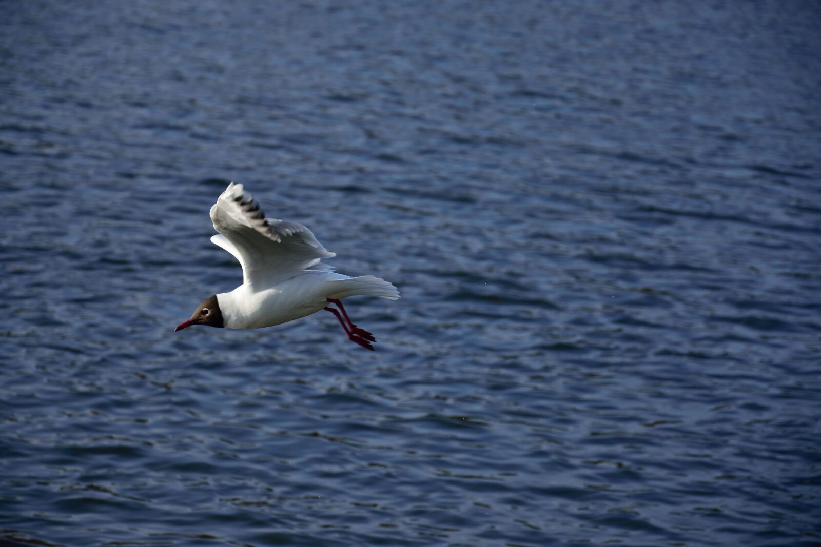 Nikon D3300 sample photo. Air, animal, background, bird photography