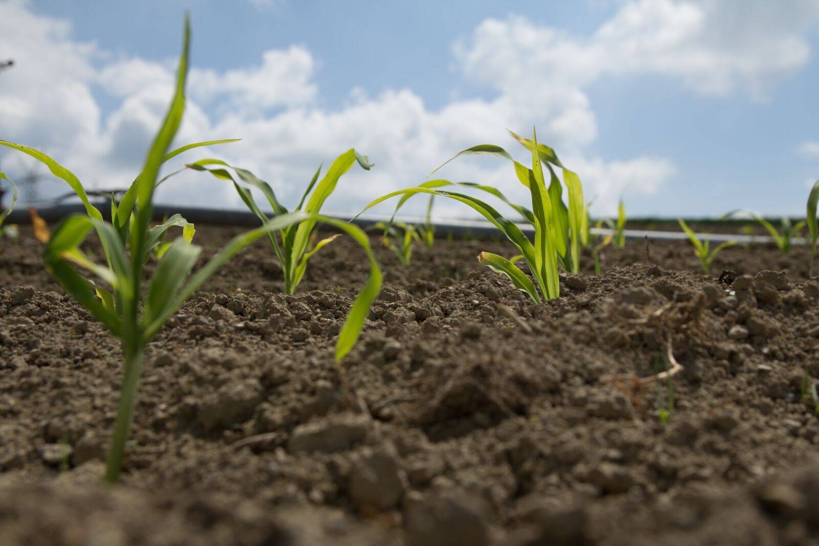 Canon EOS 60D sample photo. Corn, field, clouds photography