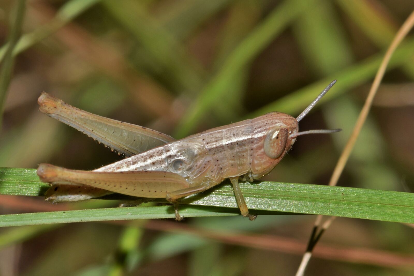 Nikon D5300 sample photo. Grasshopper, hopper, insect photography
