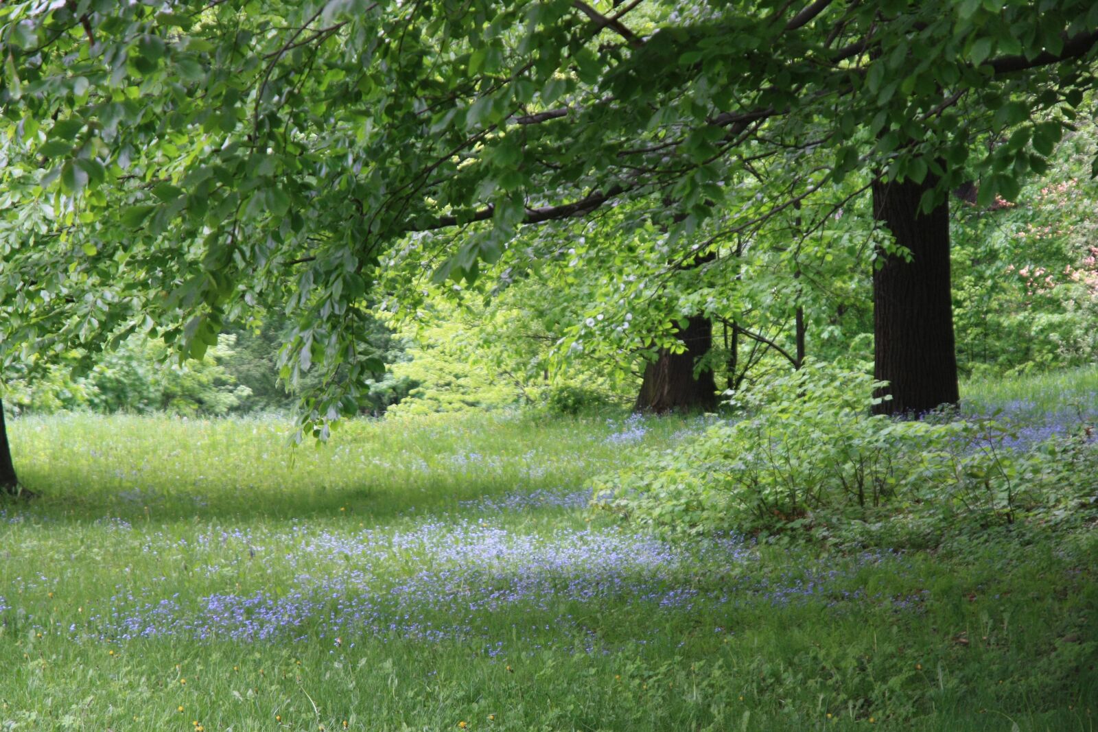 Canon EOS 450D (EOS Rebel XSi / EOS Kiss X2) sample photo. Nature, tree, landscape photography