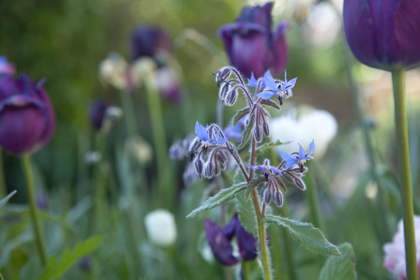 Canon EOS 5D Mark II sample photo. Borage, flower, nature photography