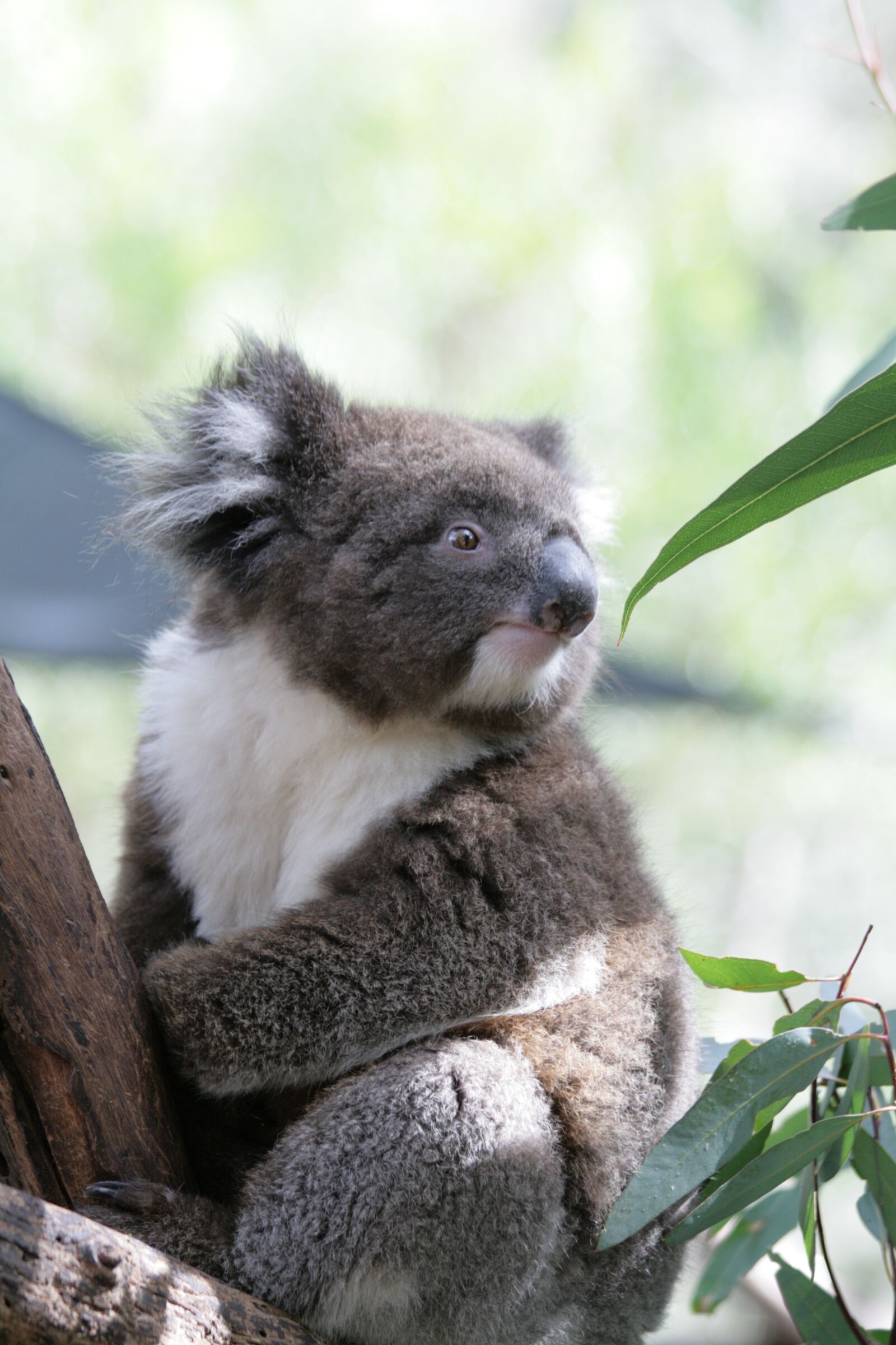 Canon EOS 400D (EOS Digital Rebel XTi / EOS Kiss Digital X) sample photo. Koala, australia, phascolarctos cinereus photography