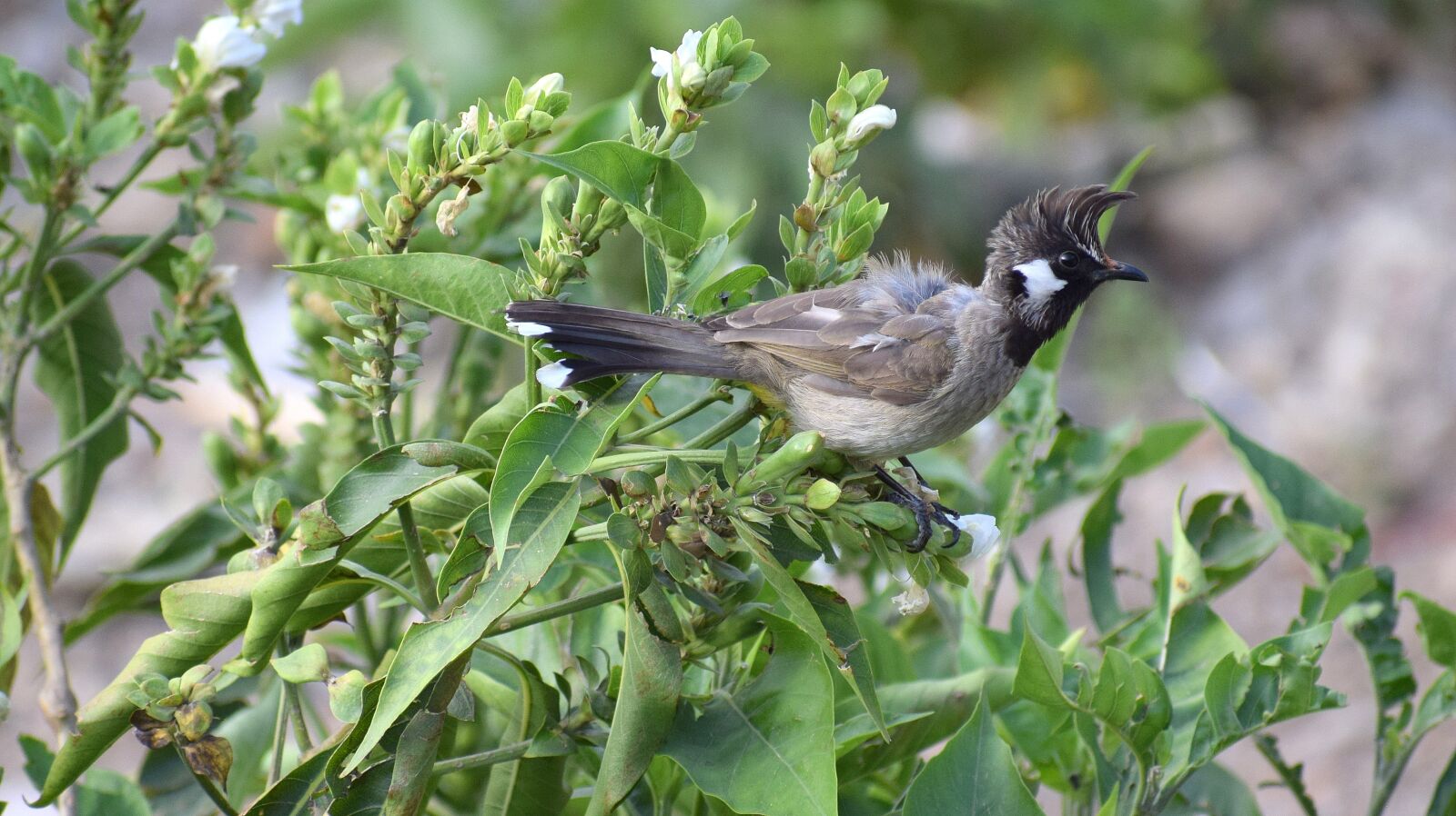 Nikon D3300 sample photo. Nature, bird, wildlife photography