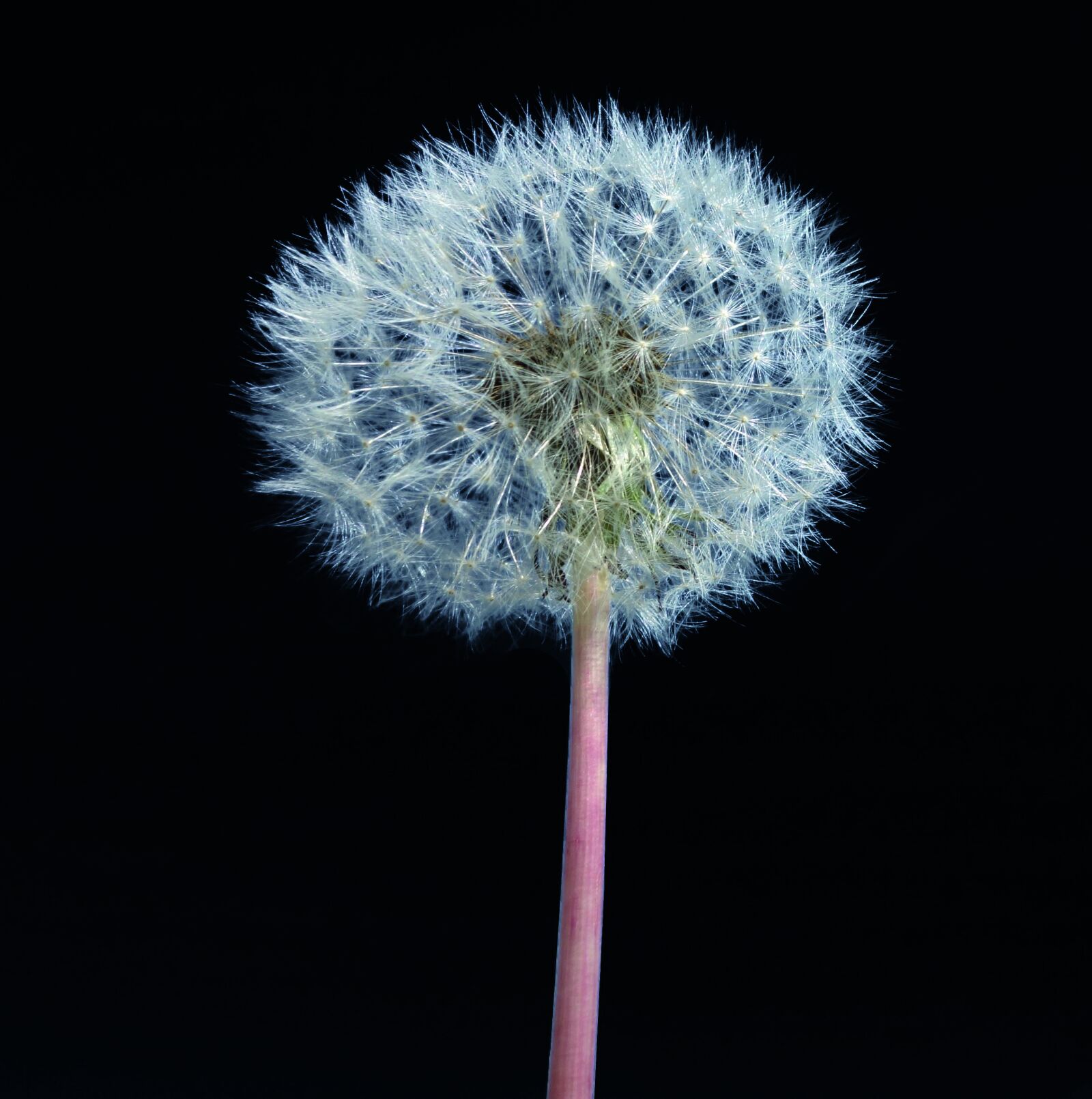 Sony Cyber-shot DSC-RX100 sample photo. Dandelion, plant, single photography