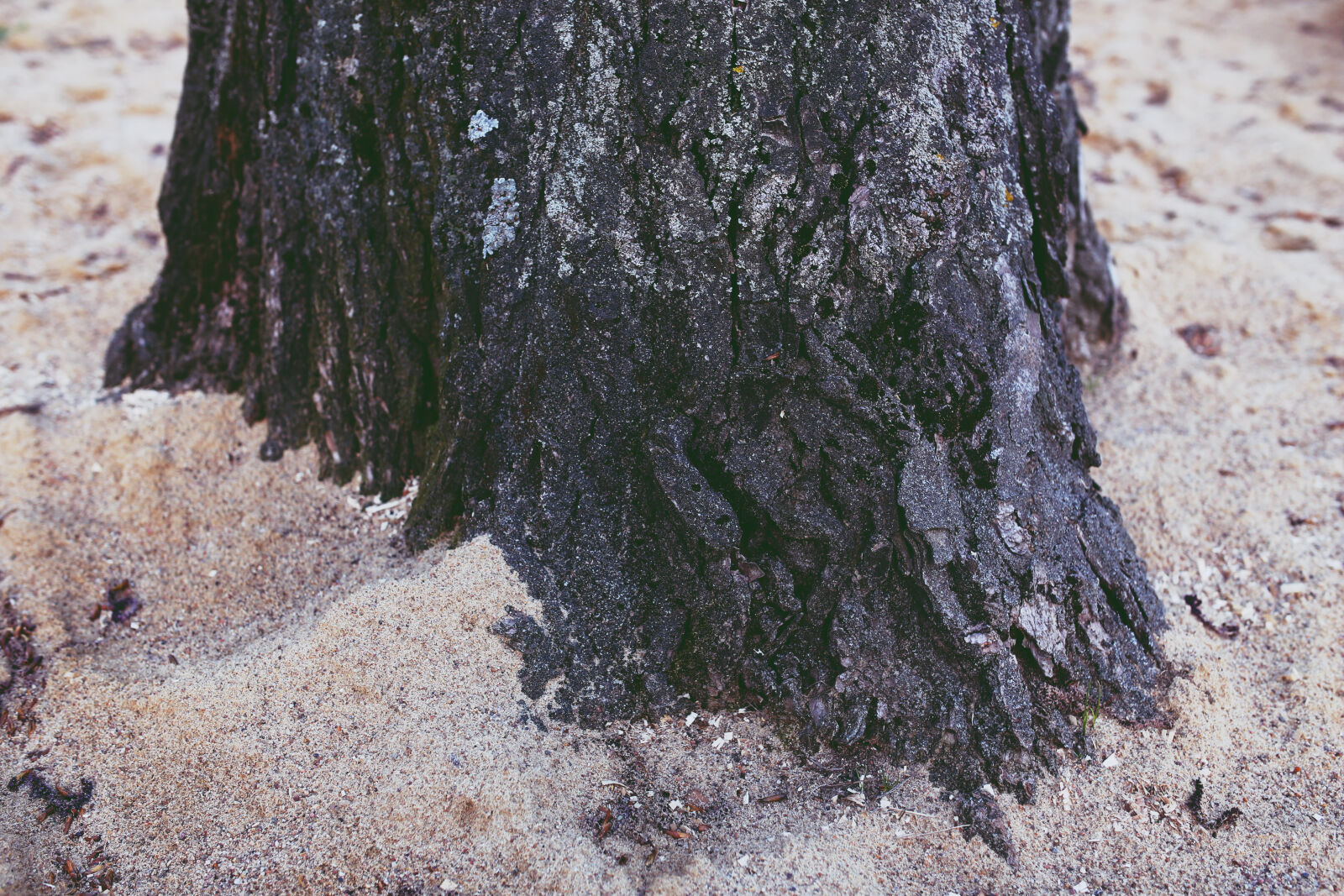 Canon EOS 6D + Sigma 35mm F1.4 DG HSM Art sample photo. Tree, root photography
