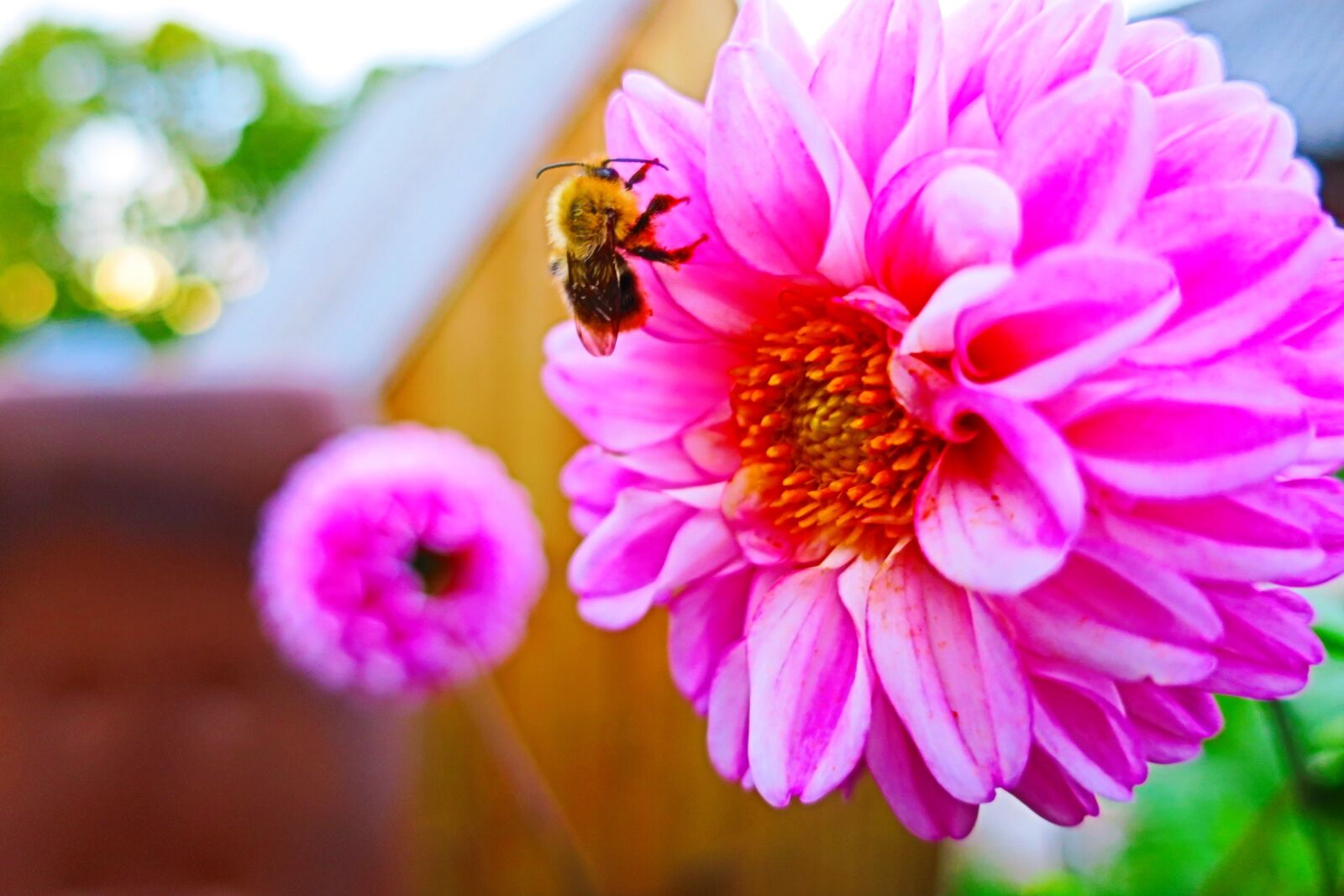 Canon PowerShot G9 X sample photo. Bee, flower, pink photography