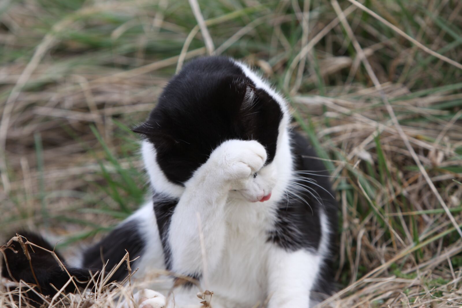 Canon EOS 50D sample photo. Cat, cute, pet photography