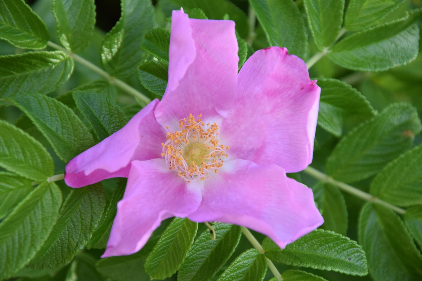 Nikon D3300 sample photo. Dog rose, flower, nature photography
