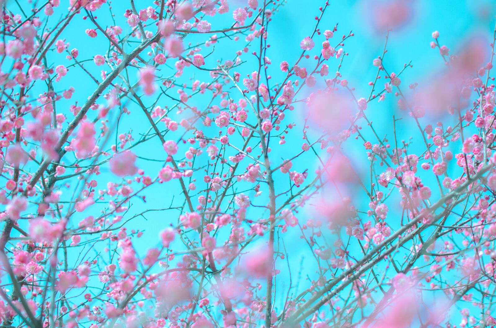 Nikon D7000 sample photo. Fragrant snow sea, plum photography