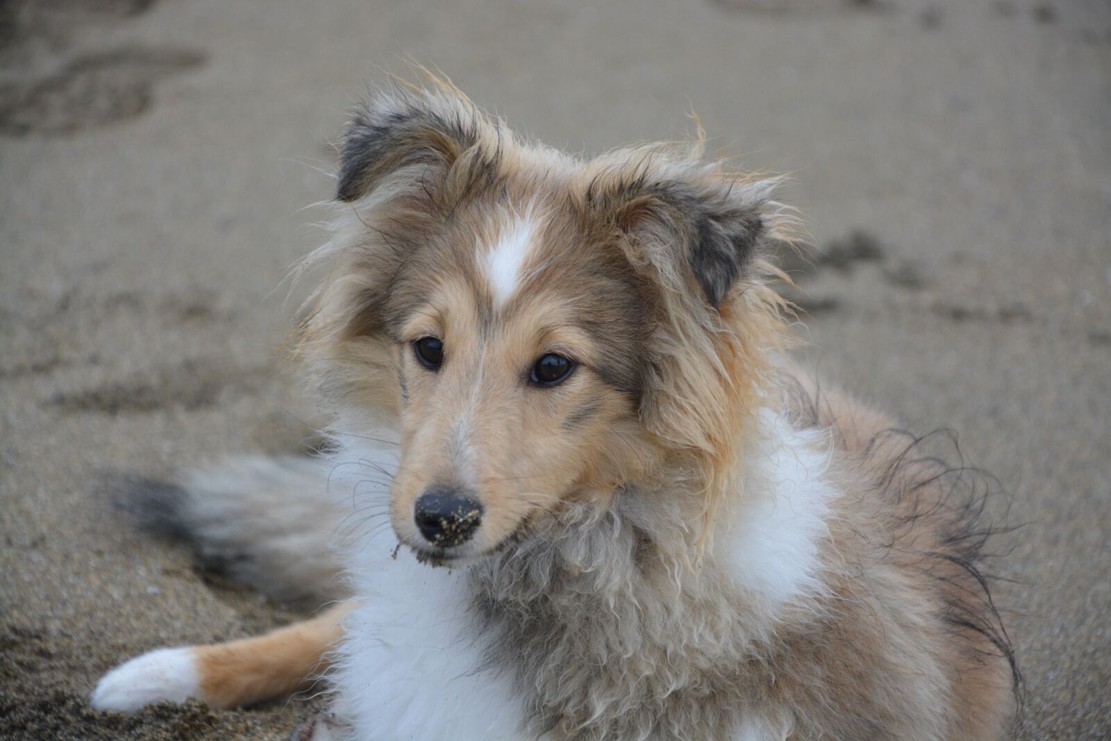 Nikon D5200 sample photo. Shetland sheepdog, portrait, head photography