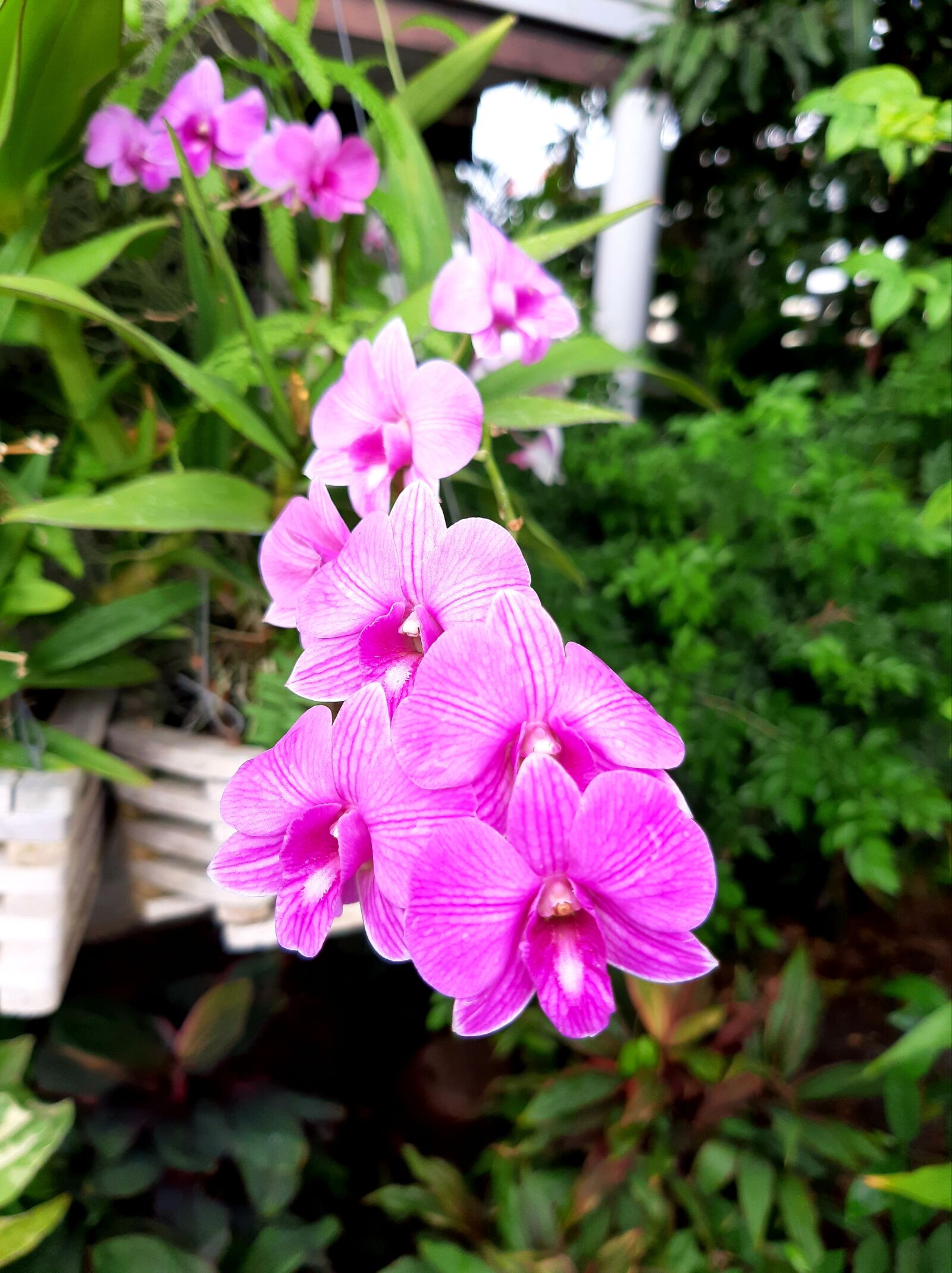 Samsung Galaxy A50 sample photo. Flower, orchid, garden photography