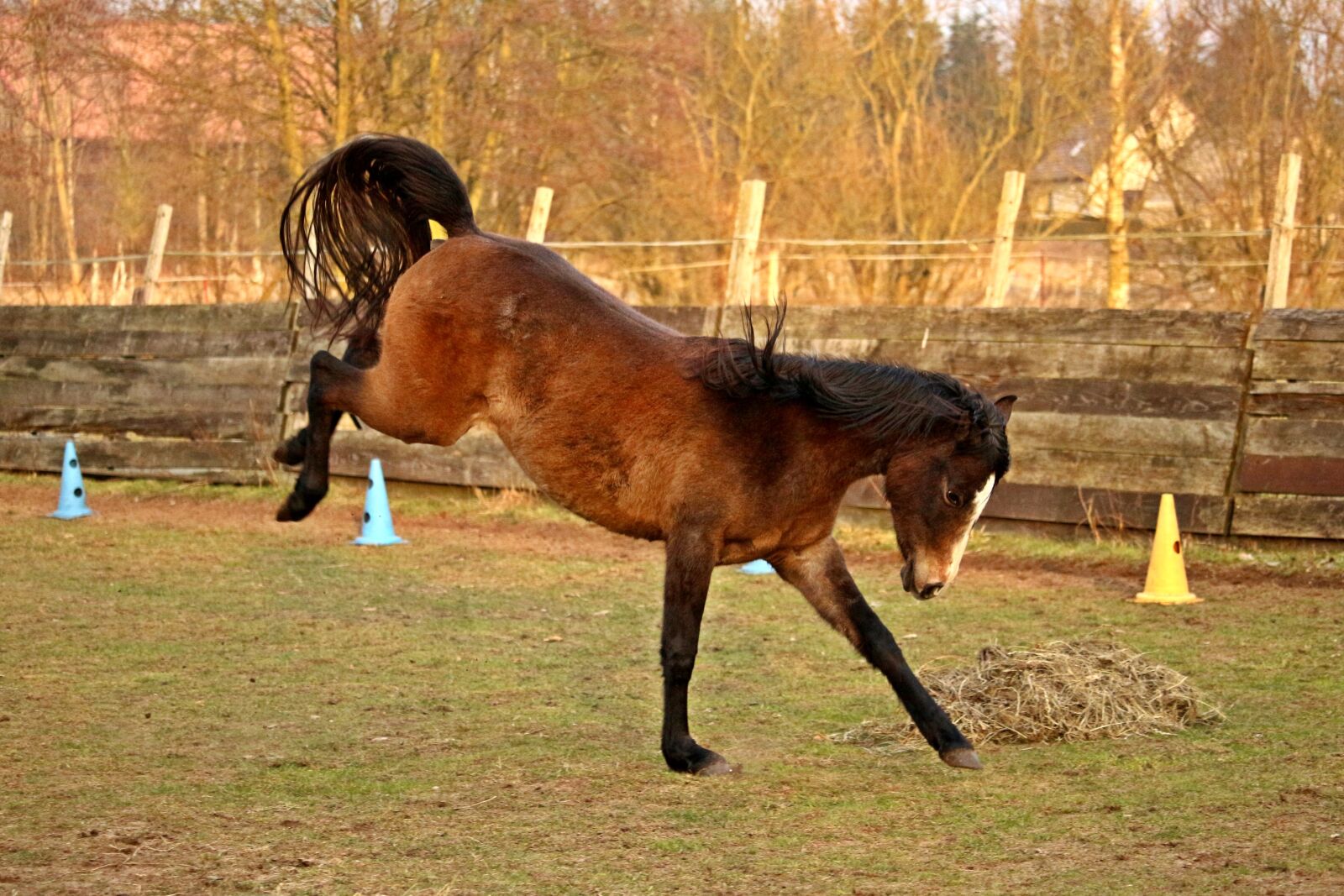 Canon EOS 100D (EOS Rebel SL1 / EOS Kiss X7) sample photo. Horse, buck jump, thoroughbred photography
