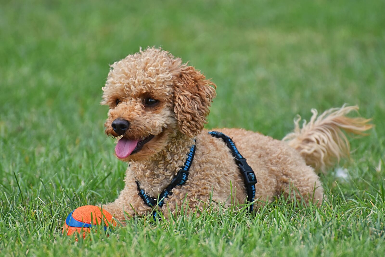 Nikon D7200 sample photo. Poodle, dog, pet photography