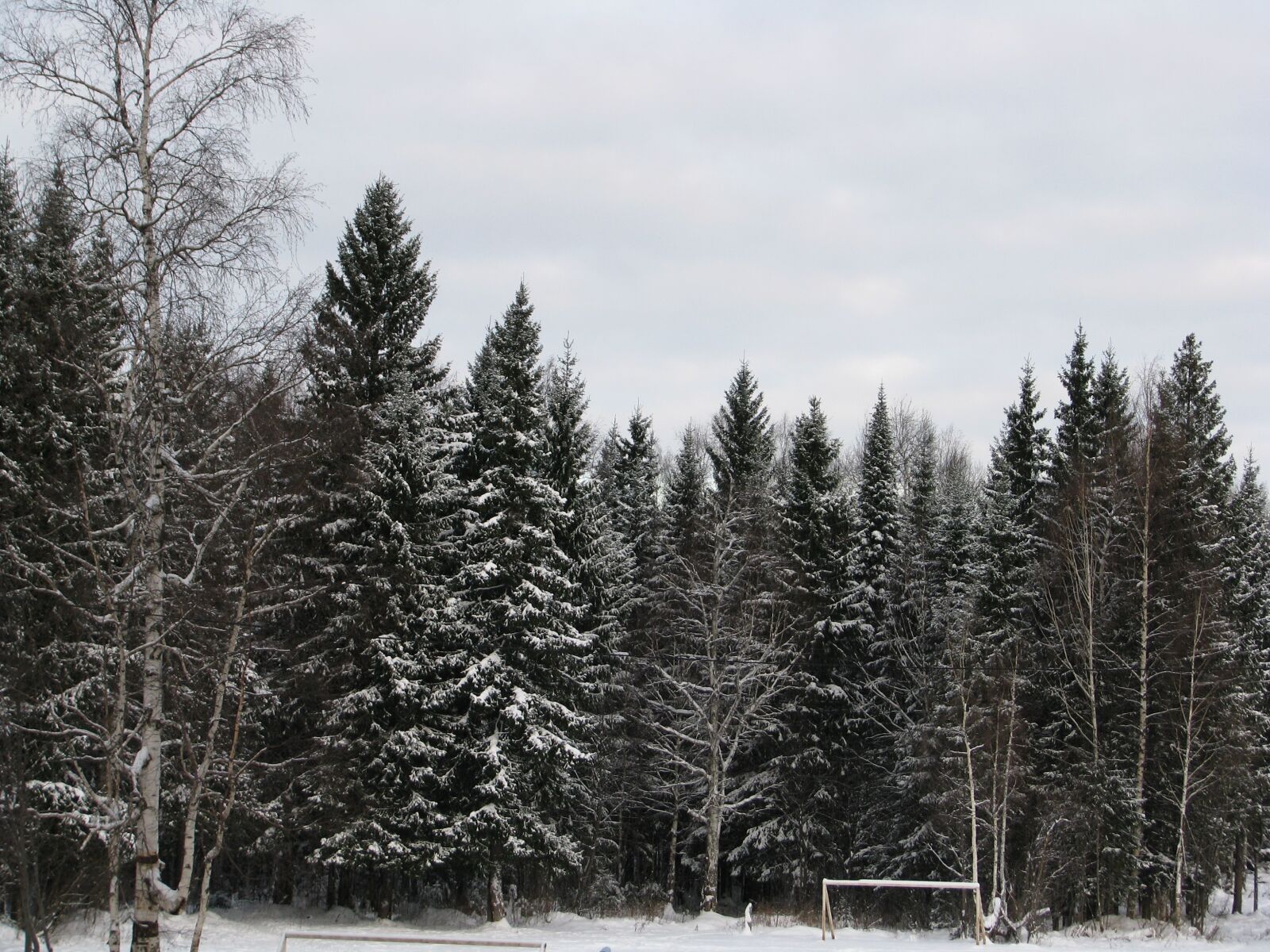 Canon POWERSHOT S5 IS sample photo. Forest, winter, the snow photography