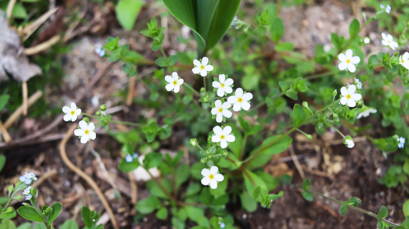 Canon EF-S 24mm F2.8 STM sample photo. Chickweed, wildflower, korea photography