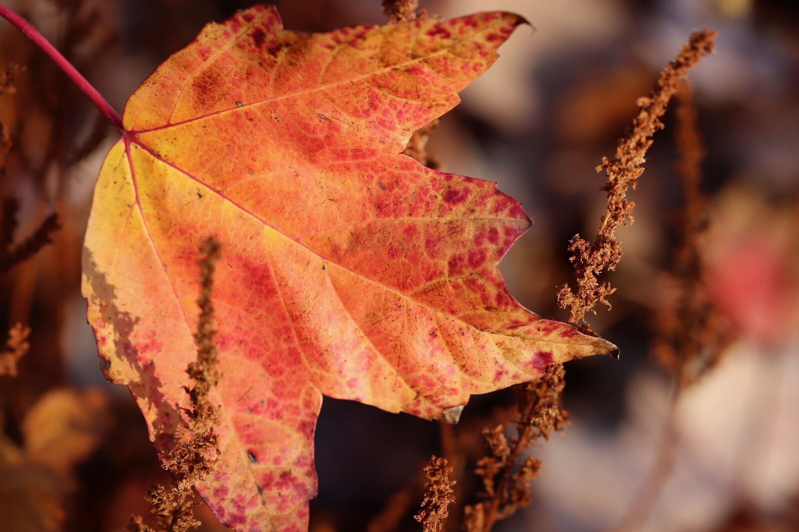 Canon EOS 800D (EOS Rebel T7i / EOS Kiss X9i) sample photo. Maple, maple leaf, fall photography