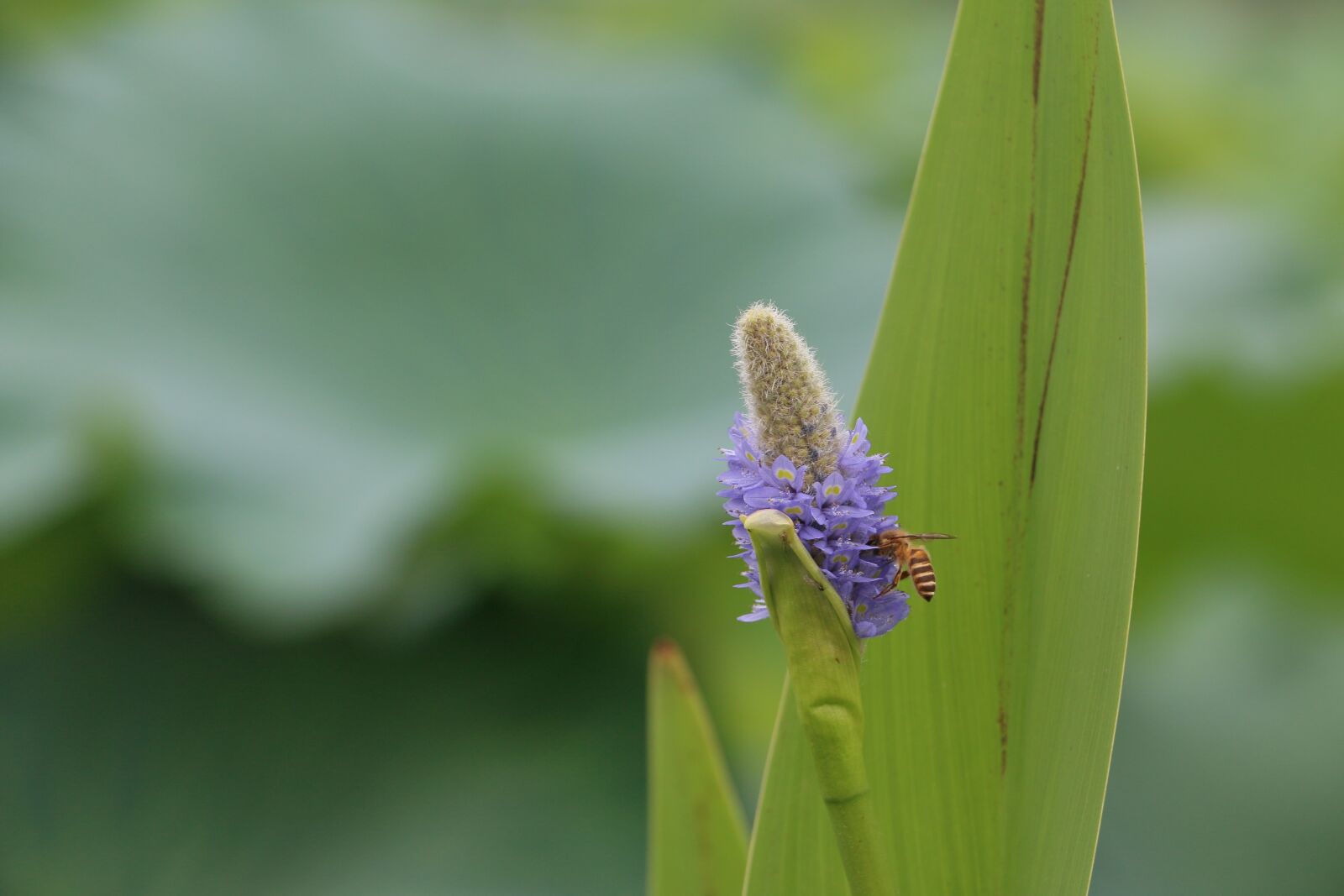Canon EOS 70D sample photo. Bee, blur, plant photography