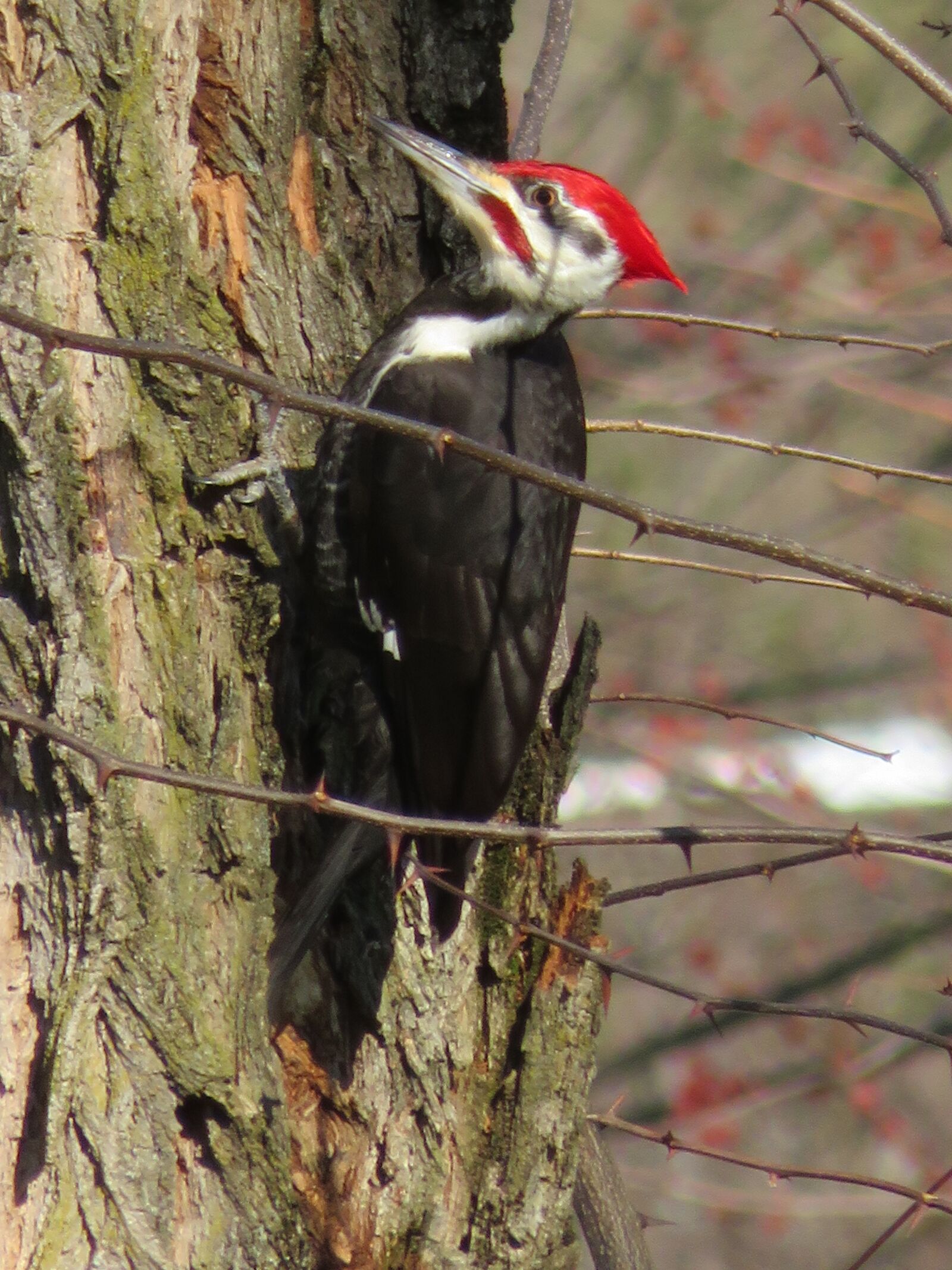 Canon PowerShot SX720 HS sample photo. Woodpecker, bird, nature photography