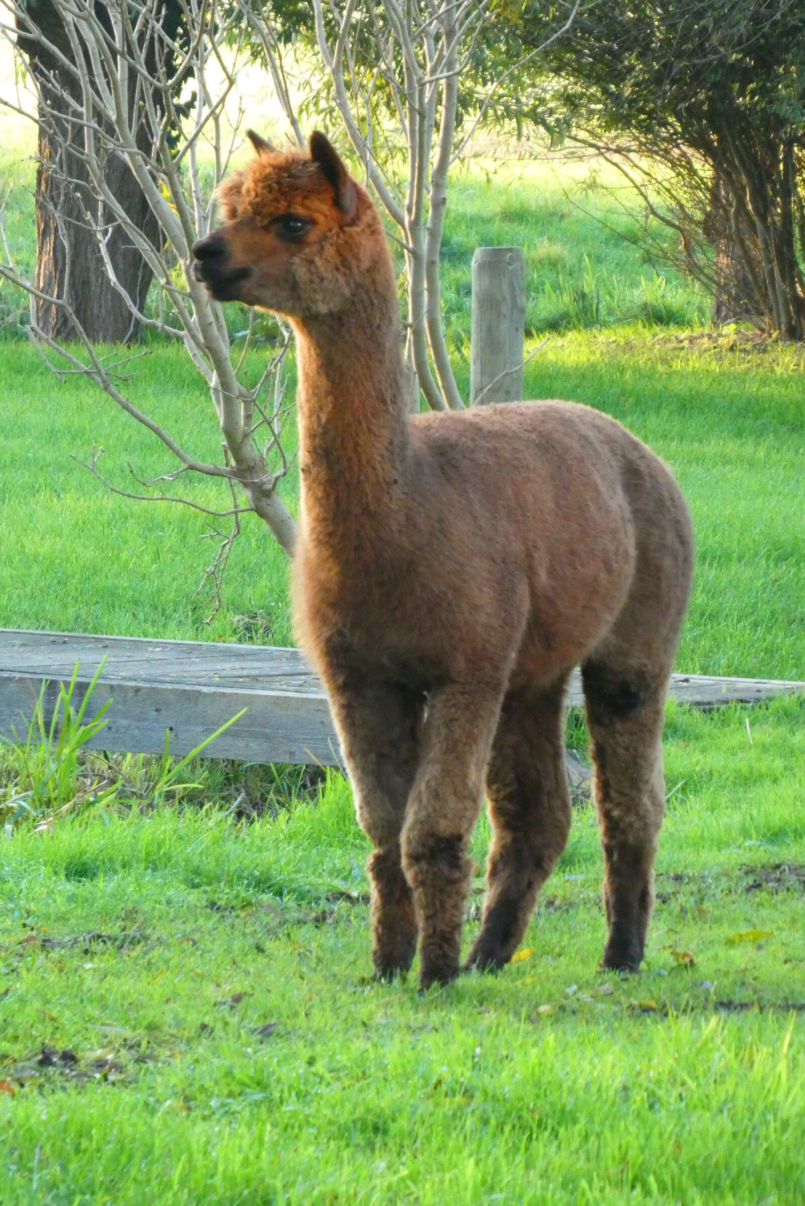 Panasonic Lumix DC-ZS70 (Lumix DC-TZ90) sample photo. Alpaca, farm, mammal photography