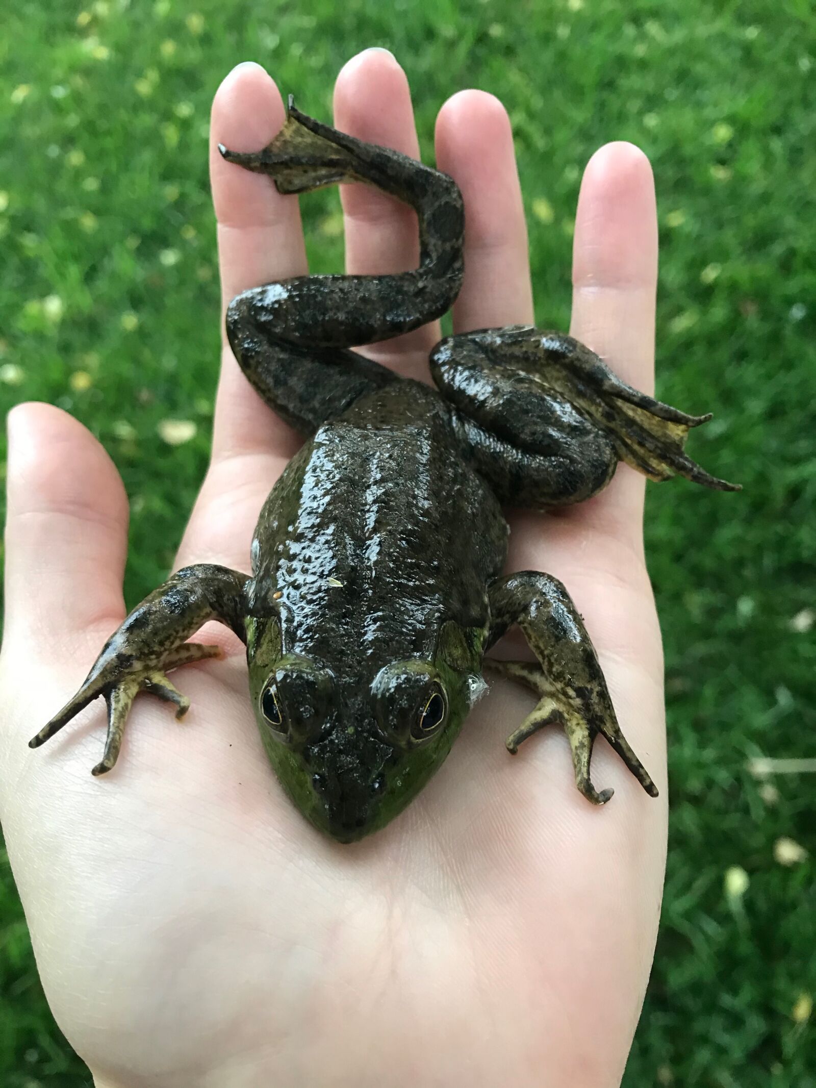 iPhone 7 back camera 3.99mm f/1.8 sample photo. Frog, bullfrog, green photography