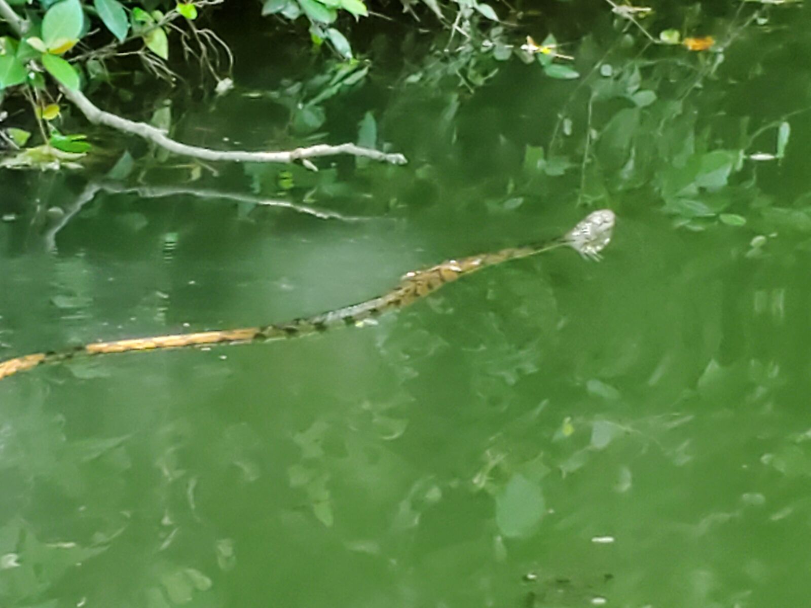 Samsung Galaxy S10+ sample photo. Snake, swimming, water photography