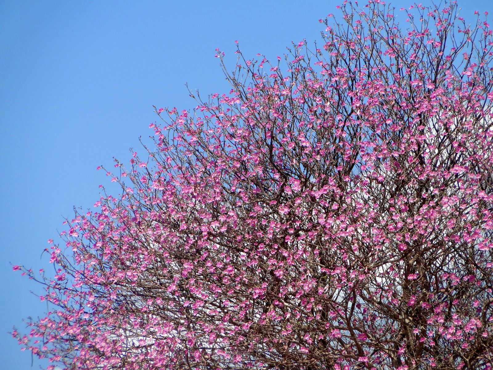 Sony Cyber-shot DSC-HX1 sample photo. Tree, pink sky, blue photography