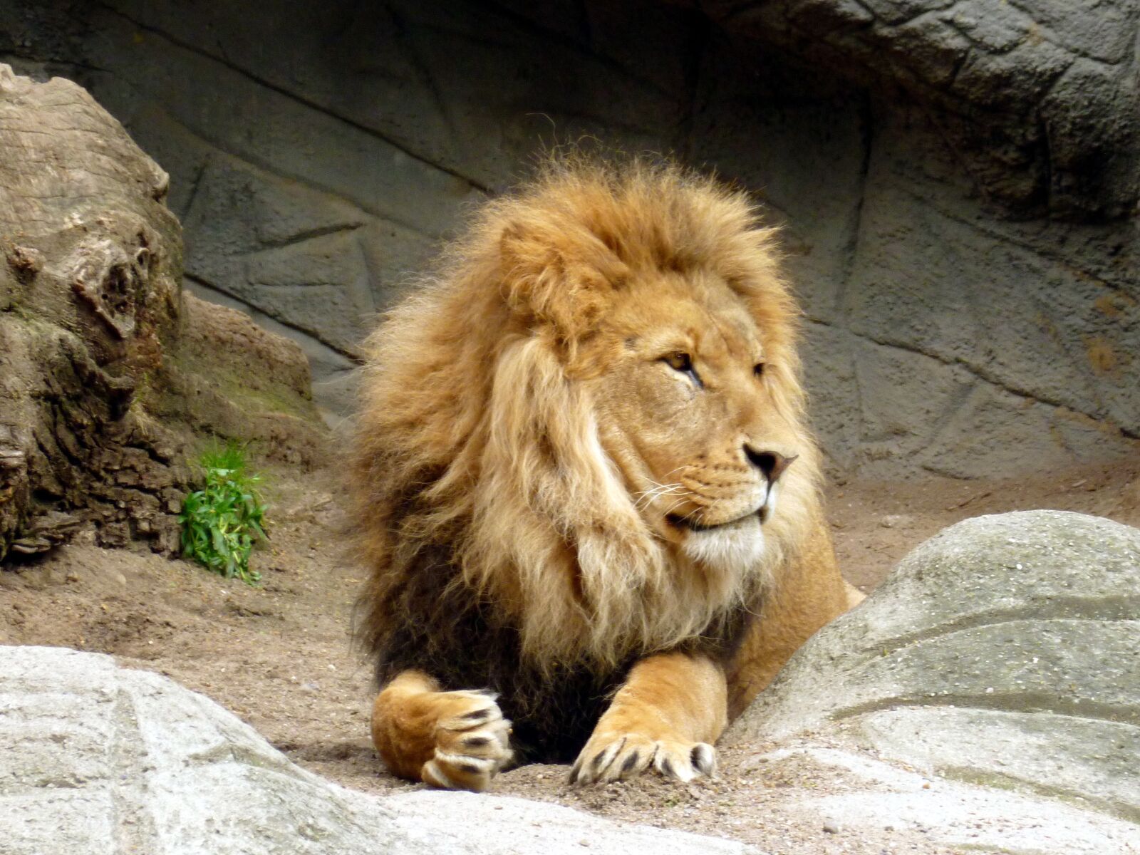 Panasonic DMC-FS37 sample photo. Lion, lions male, king photography