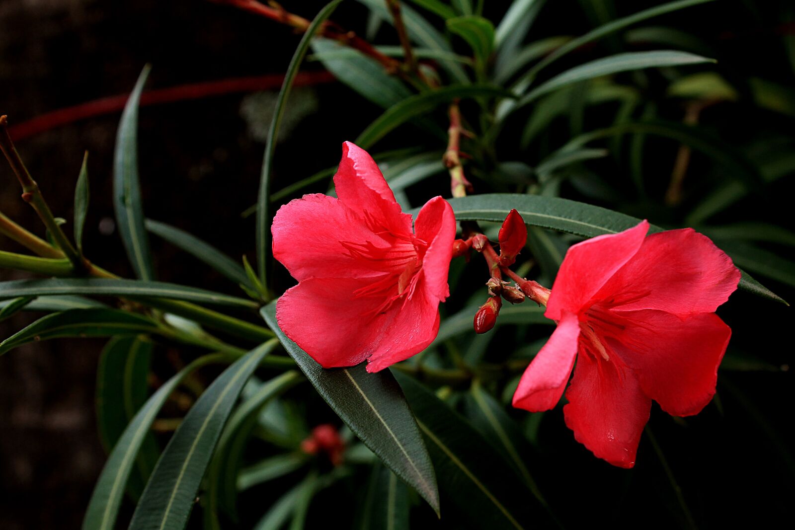 Canon EOS 1100D (EOS Rebel T3 / EOS Kiss X50) sample photo. Flower of the field photography