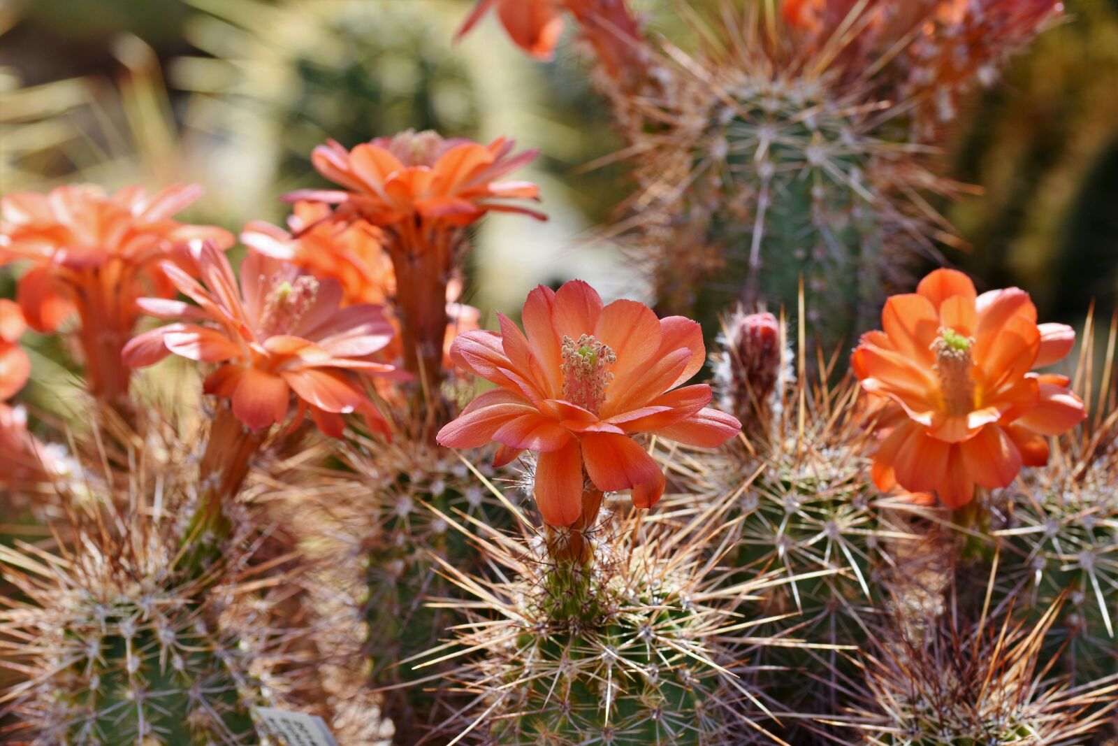Nikon D7200 sample photo. Cactus, cactus blossom, blossom photography