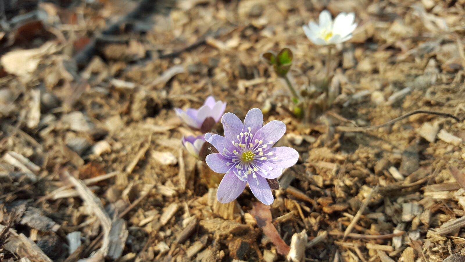 Samsung Galaxy S6 sample photo. Hepatica, purple, flowers photography