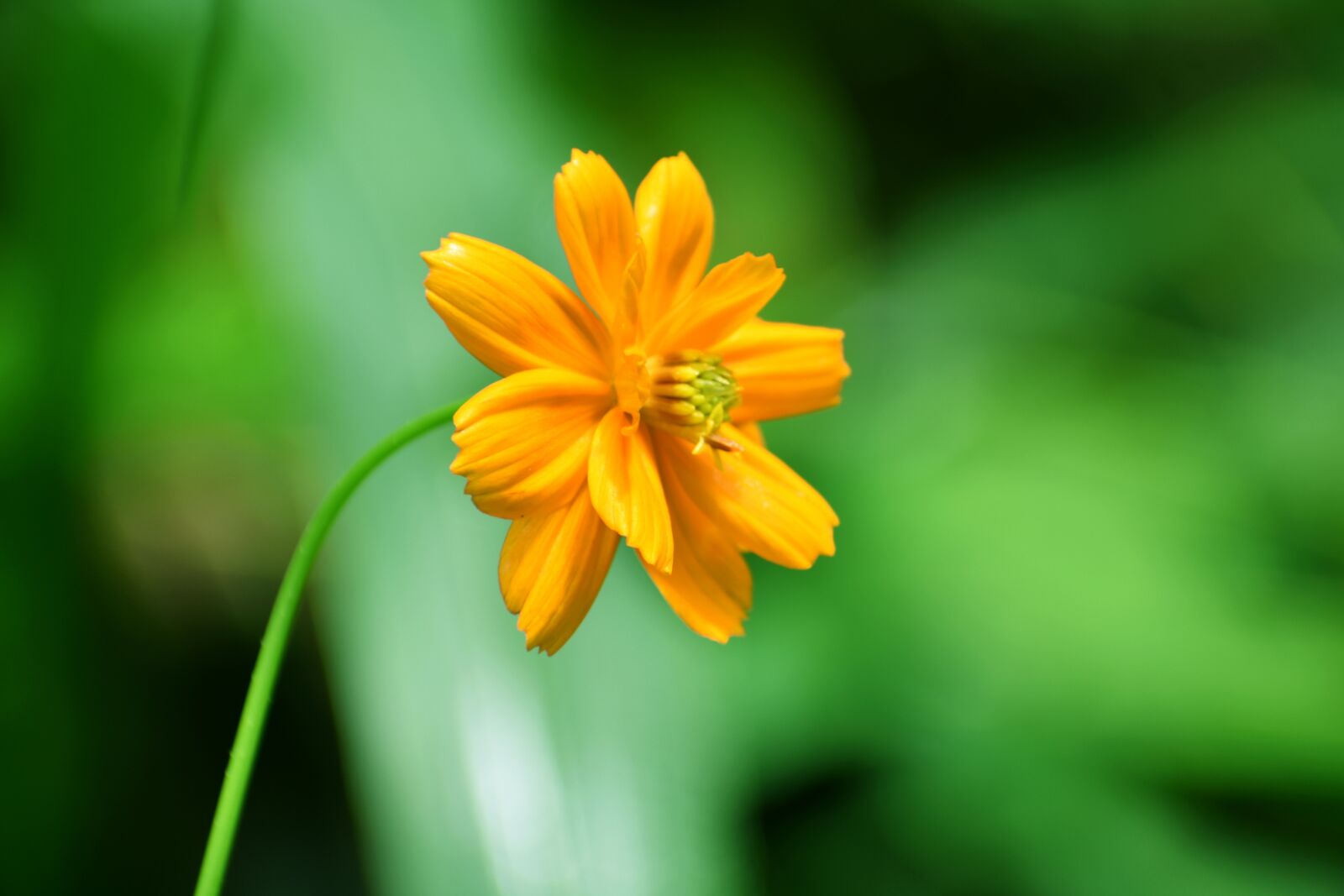 Nikon D3400 sample photo. Flower, nature, plant photography